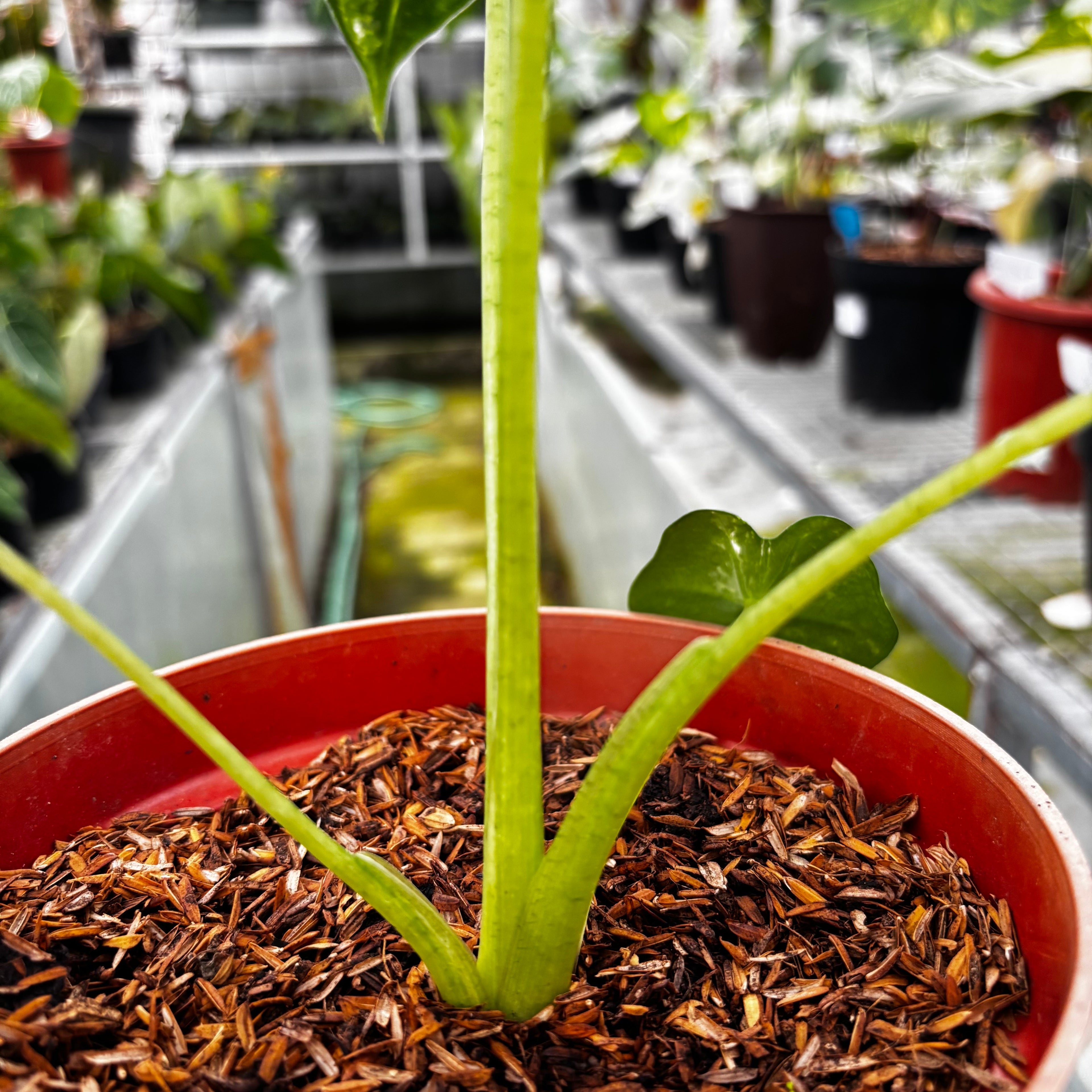 RP032-7 Alocasia Frydek Variegated