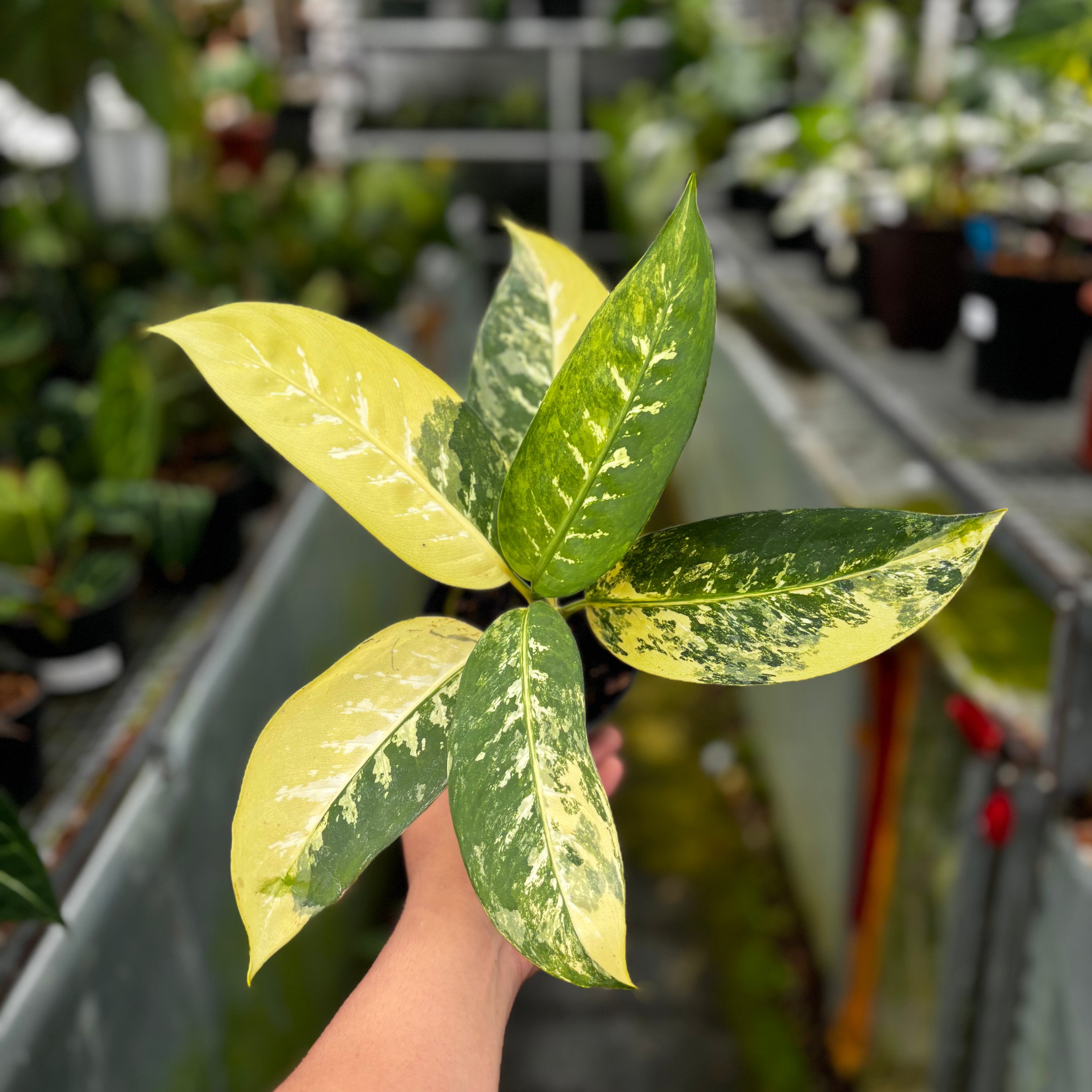 RP034-7 Aglonema Dieffenbachia Yellow Variegated