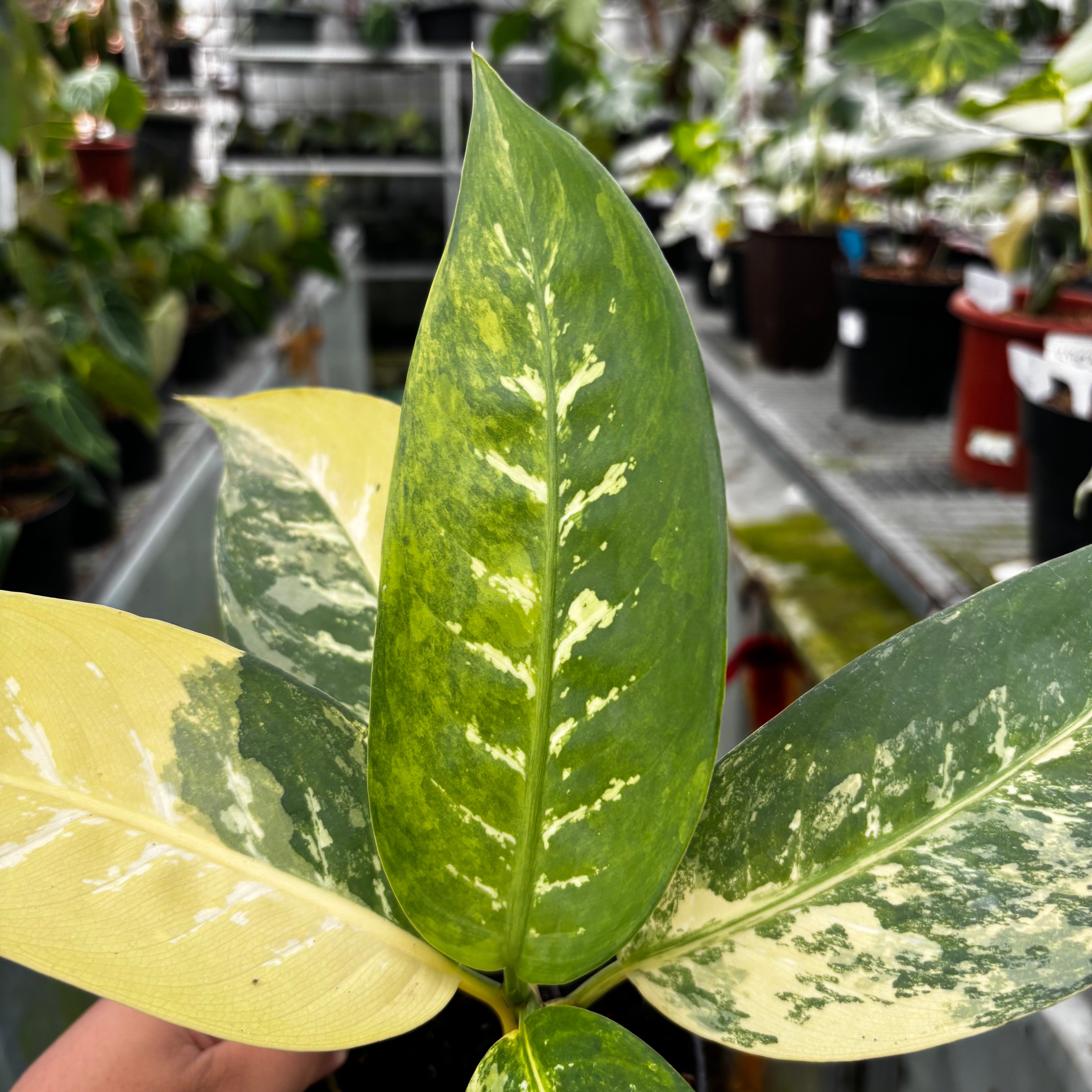 RP034-7 Aglonema Dieffenbachia Yellow Variegated