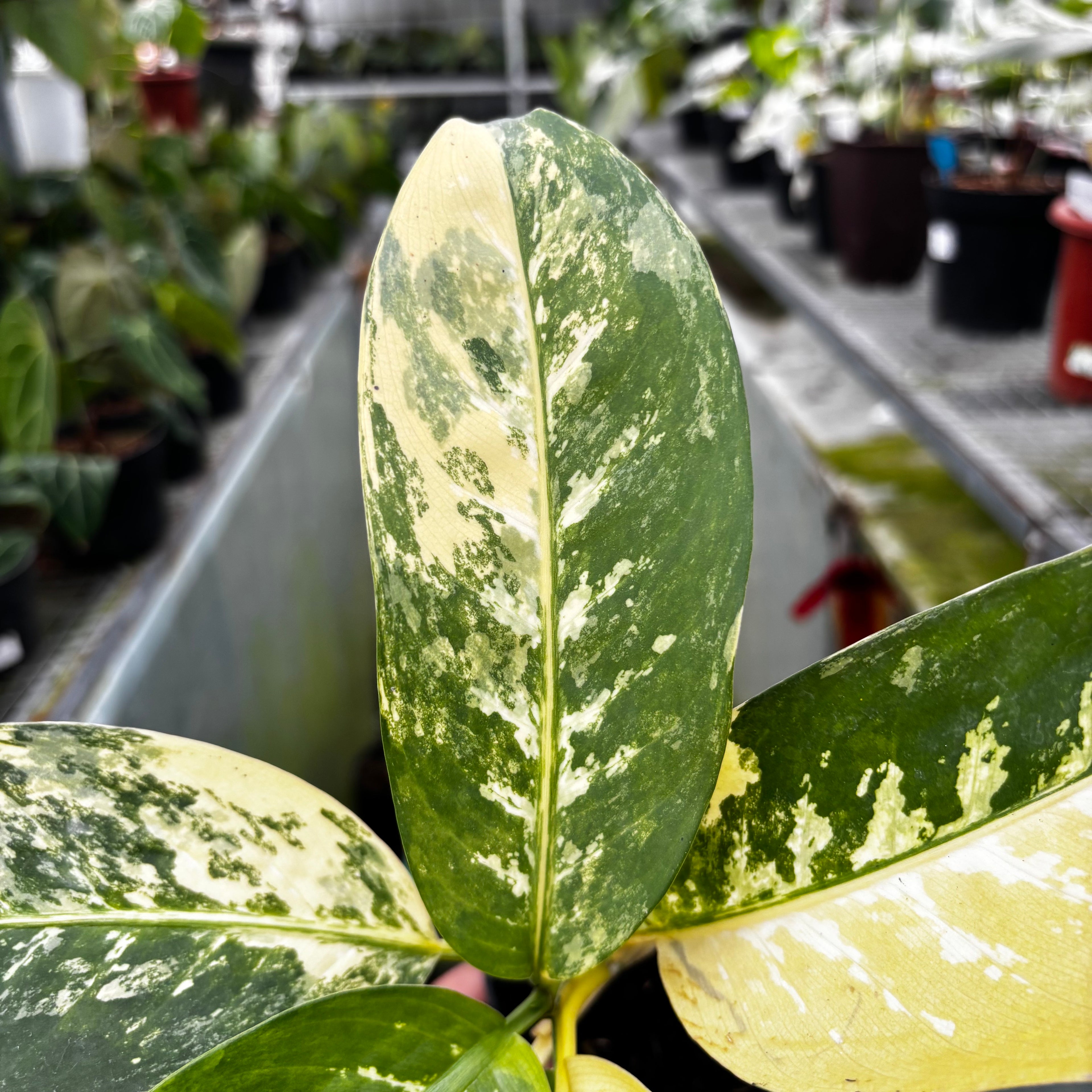 RP034-7 Aglonema Dieffenbachia Yellow Variegated