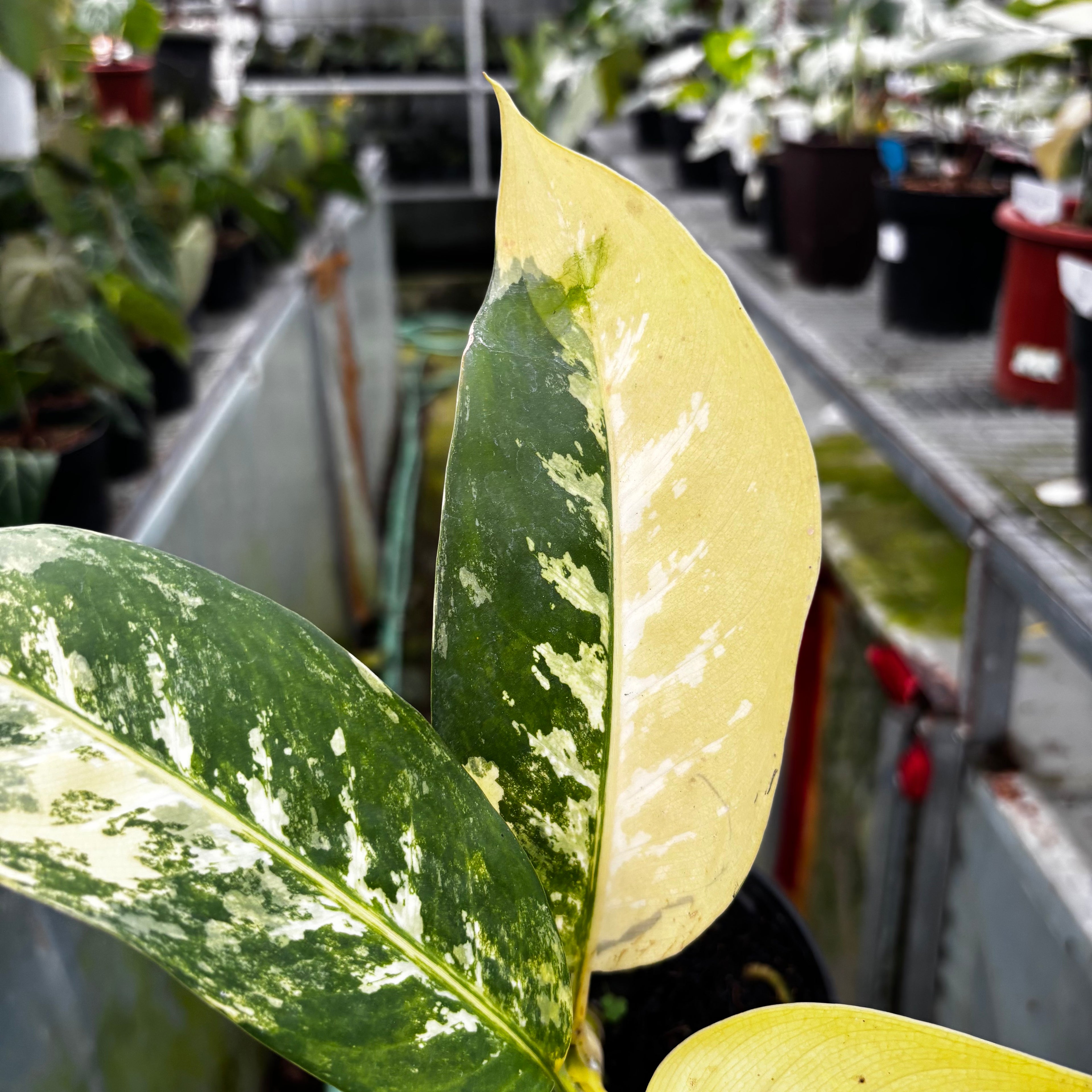 RP034-7 Aglonema Dieffenbachia Yellow Variegated