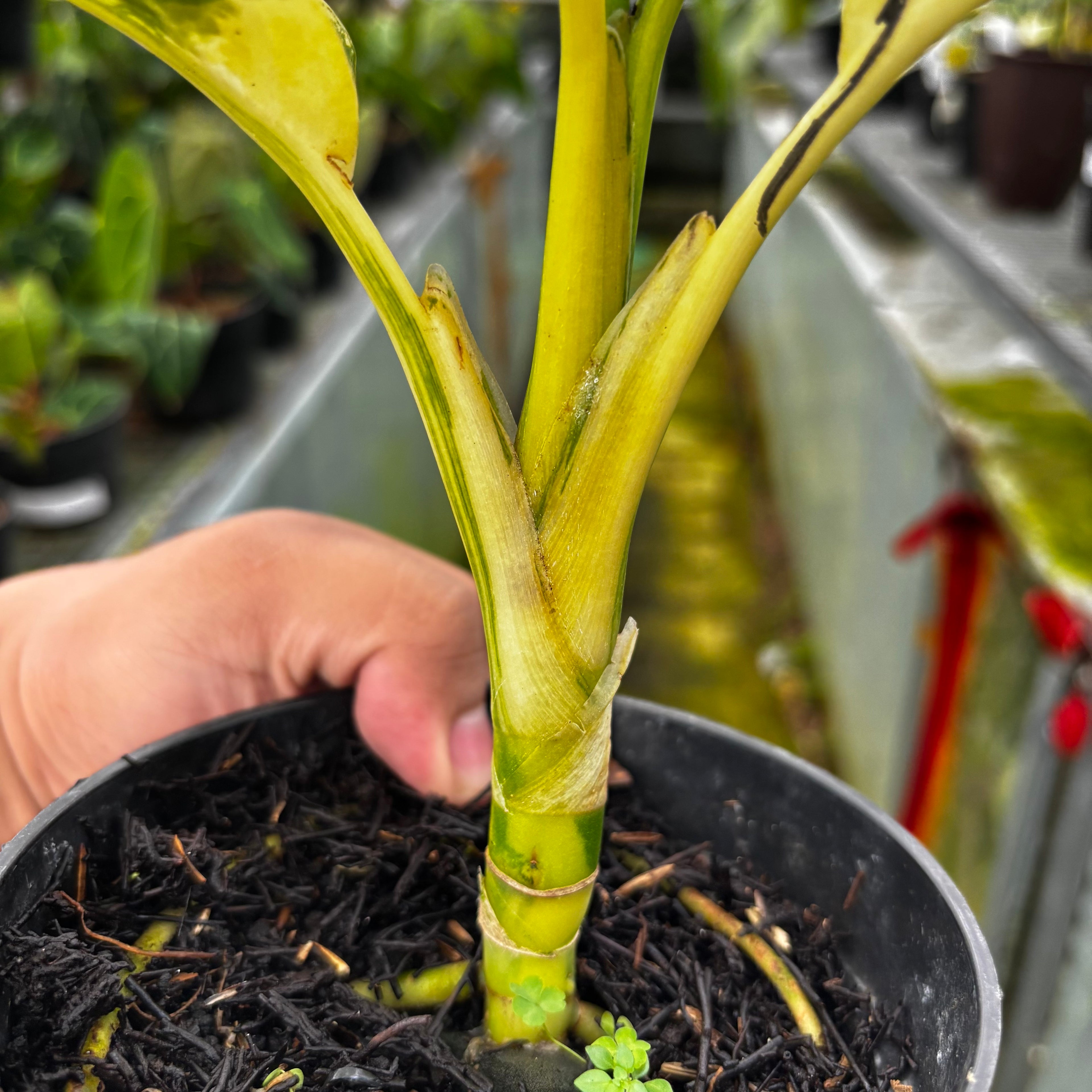 RP034-7 Aglonema Dieffenbachia Yellow Variegated