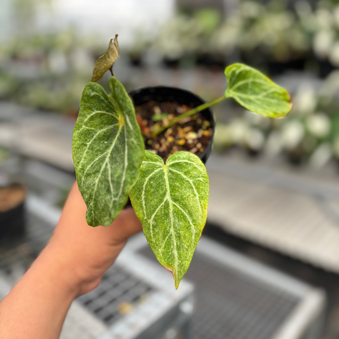 Anthurium Red Spider Platinum Variegated