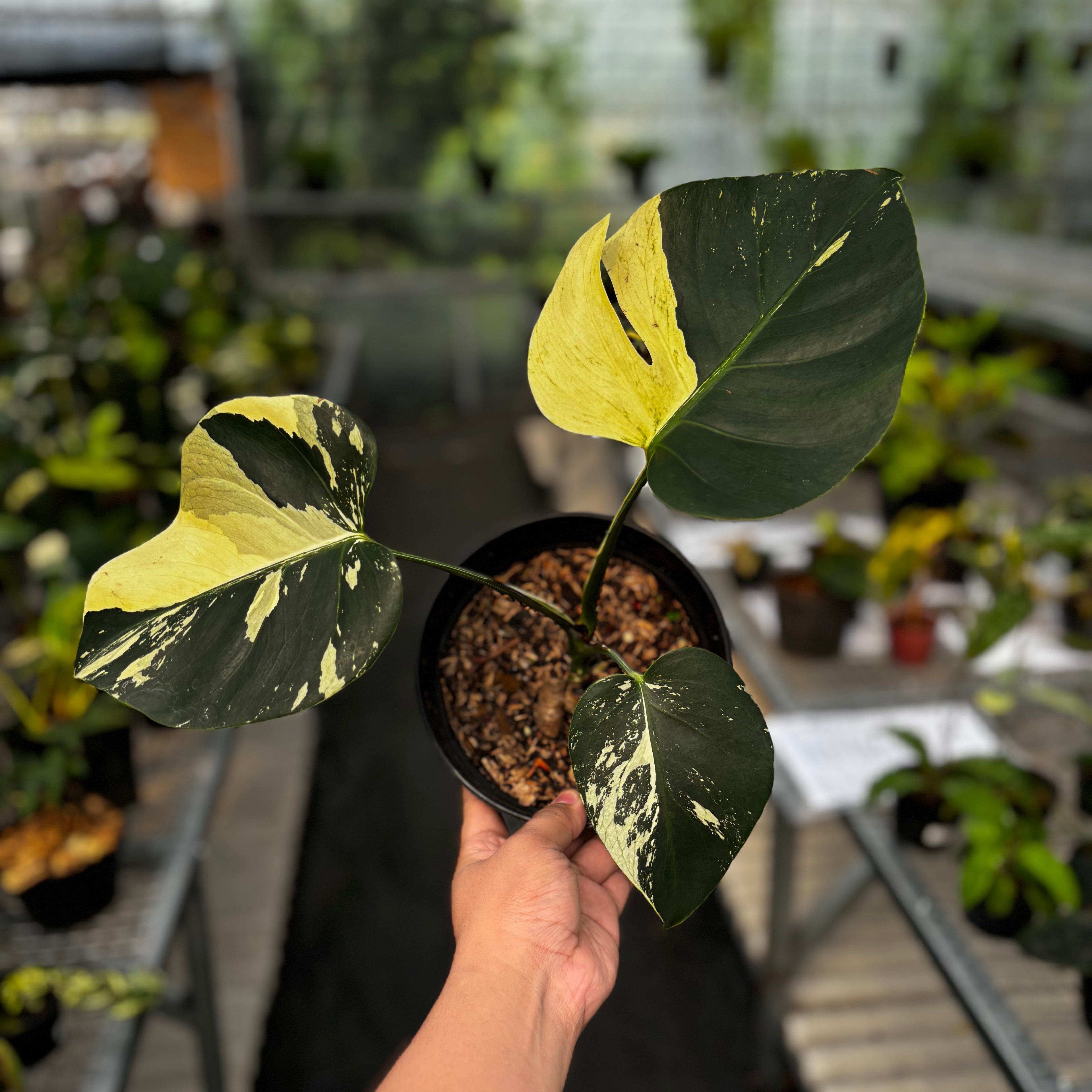 Monstera Mint No ID