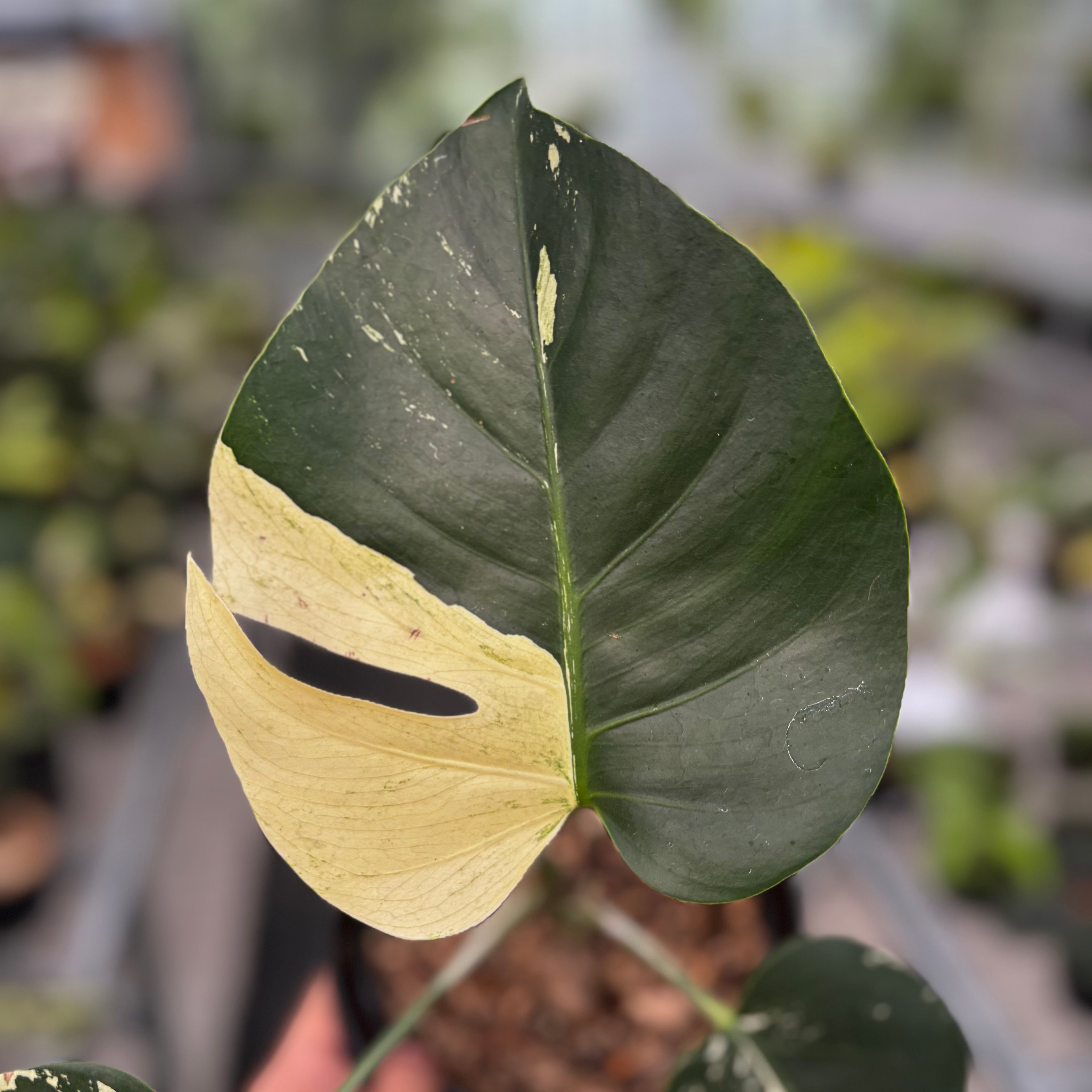 Monstera Mint No ID
