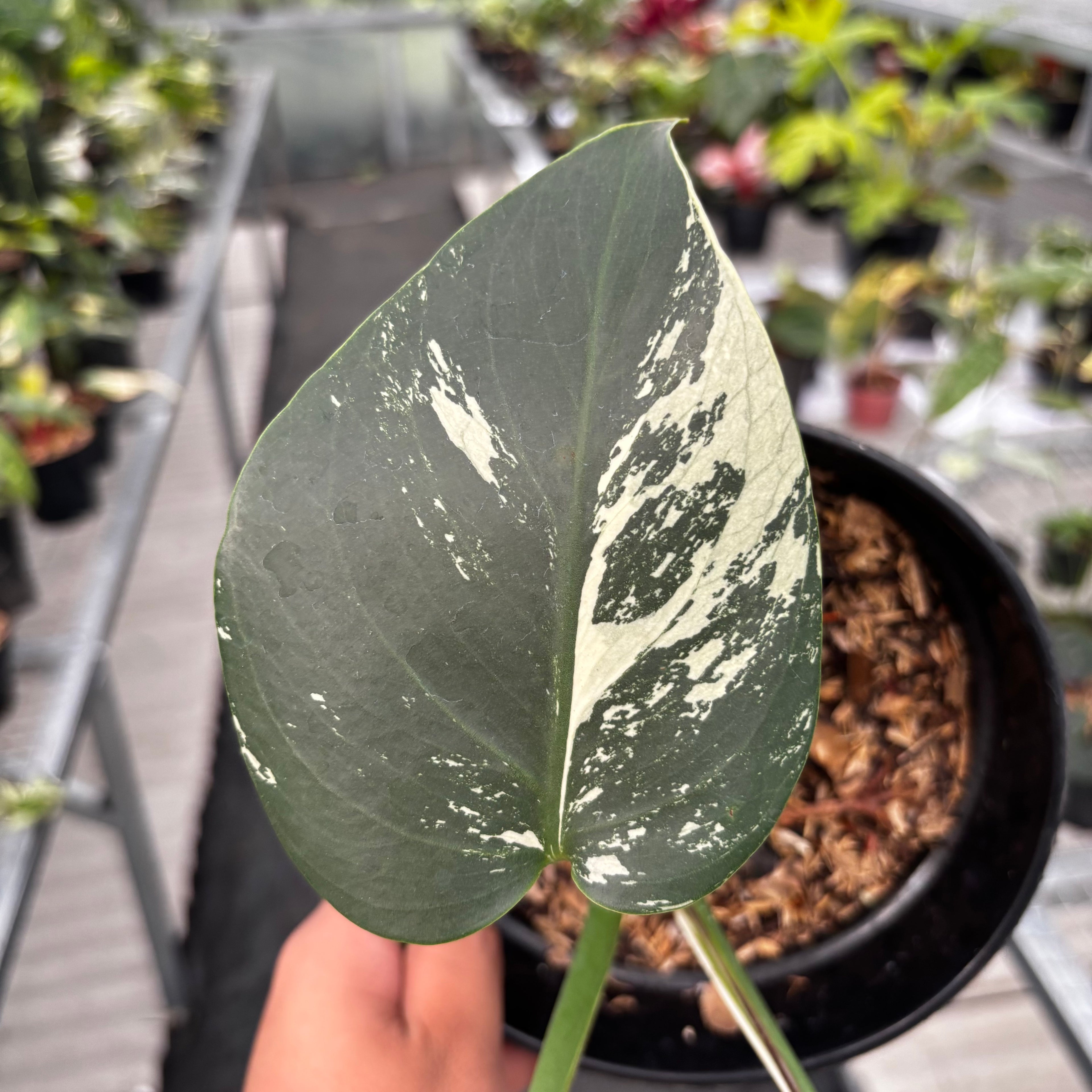 Monstera Mint No ID