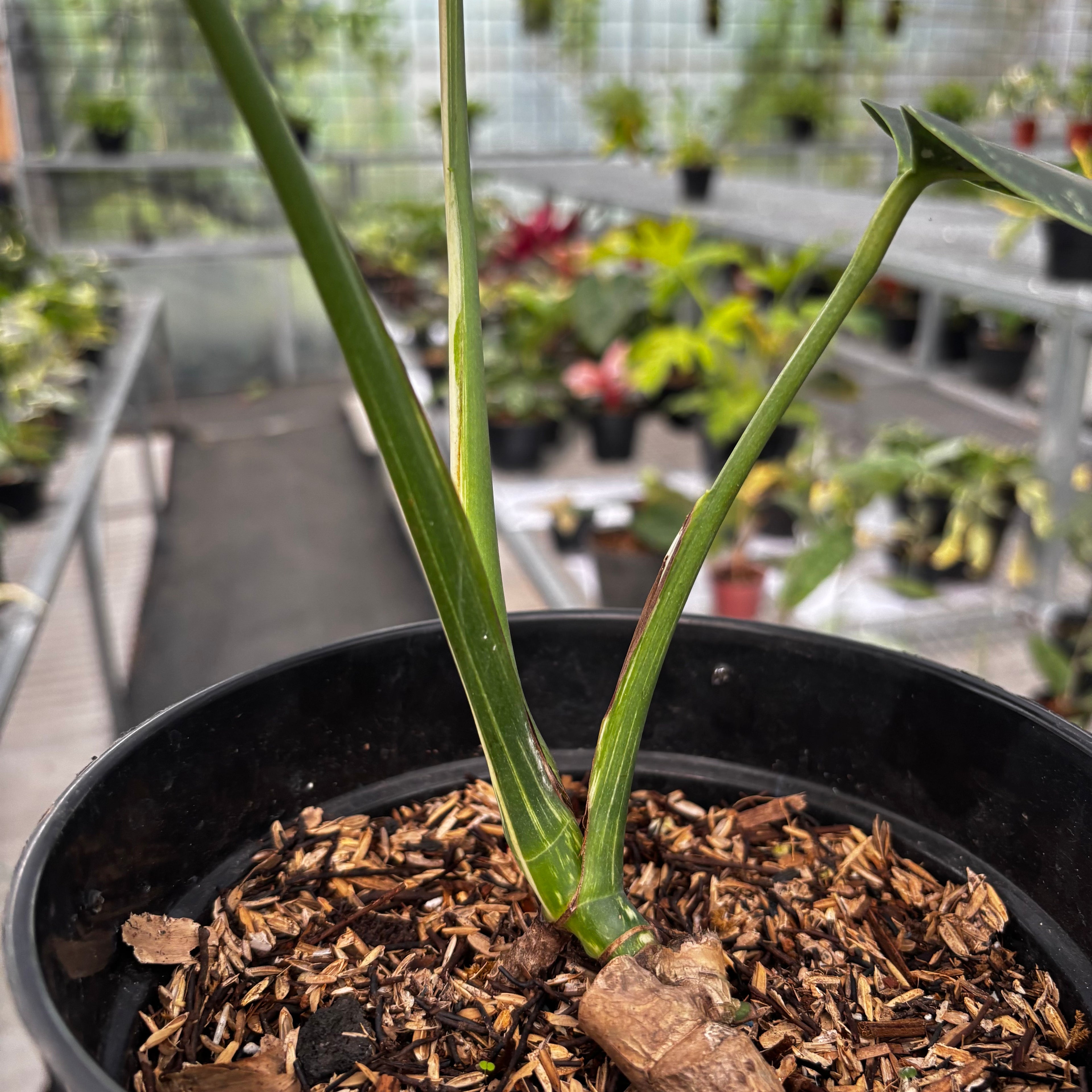 Monstera Mint No ID