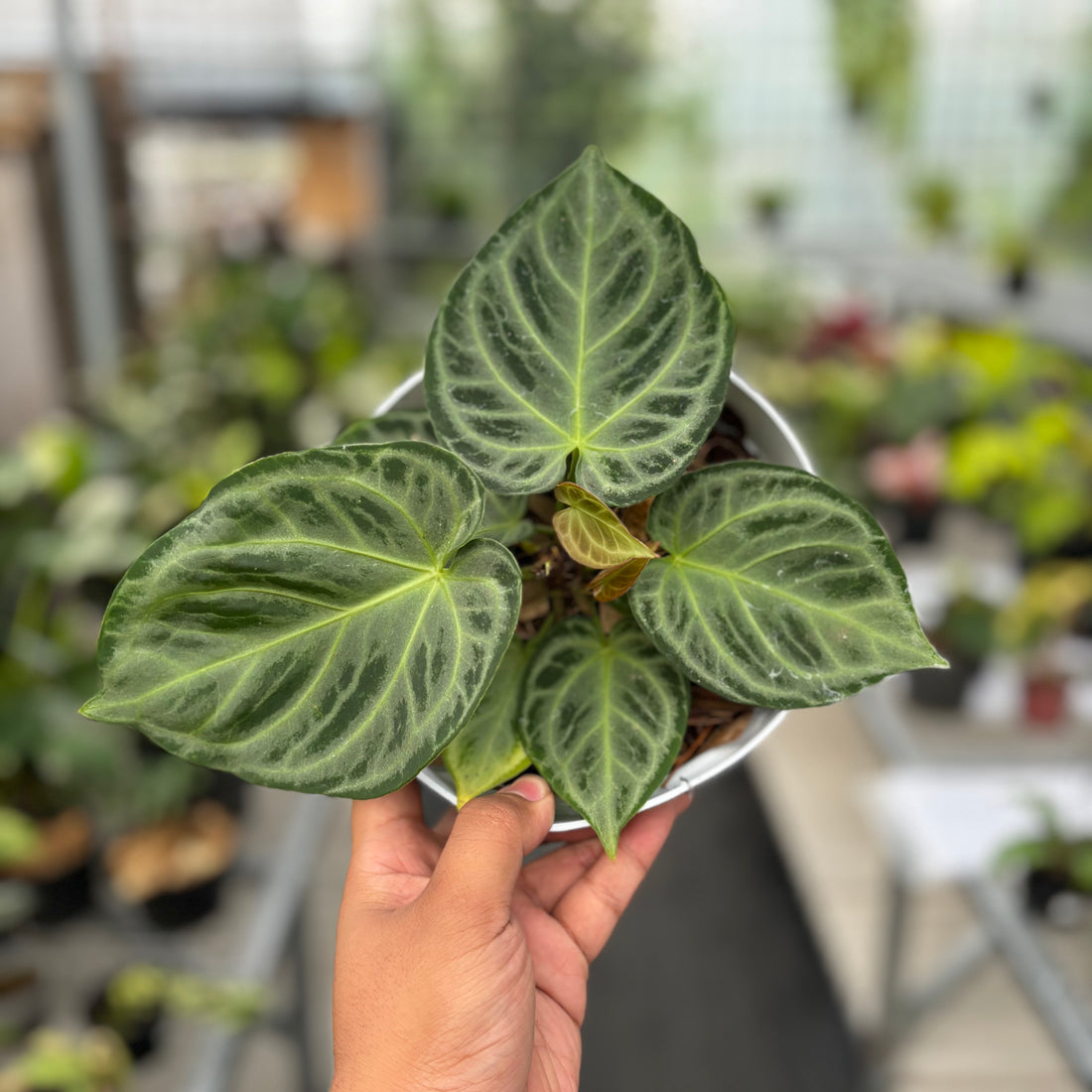 Anthurium Silver Chrome - Full Silver