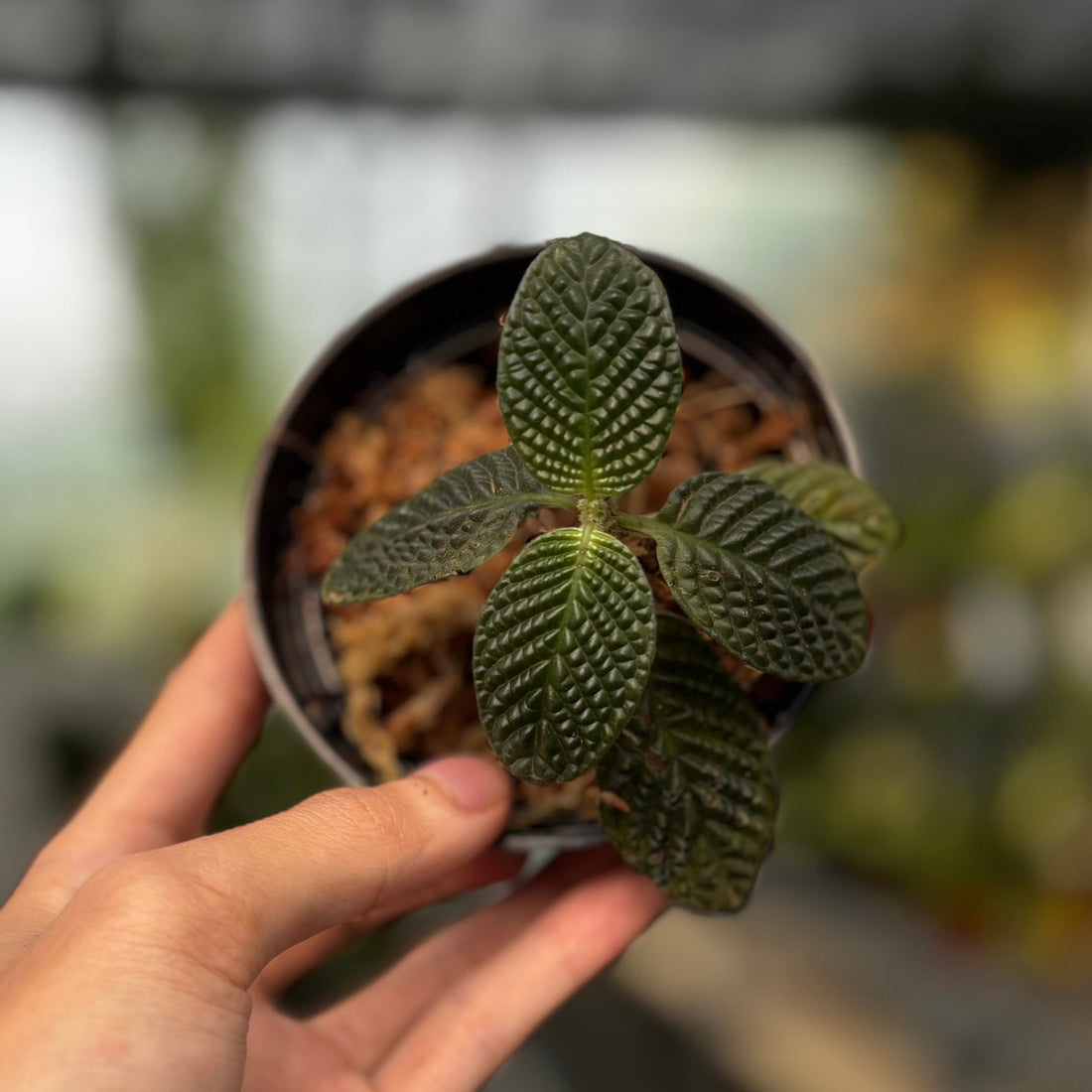 Streblosa Bullata (Argostemma sp. Kayu Lapis)