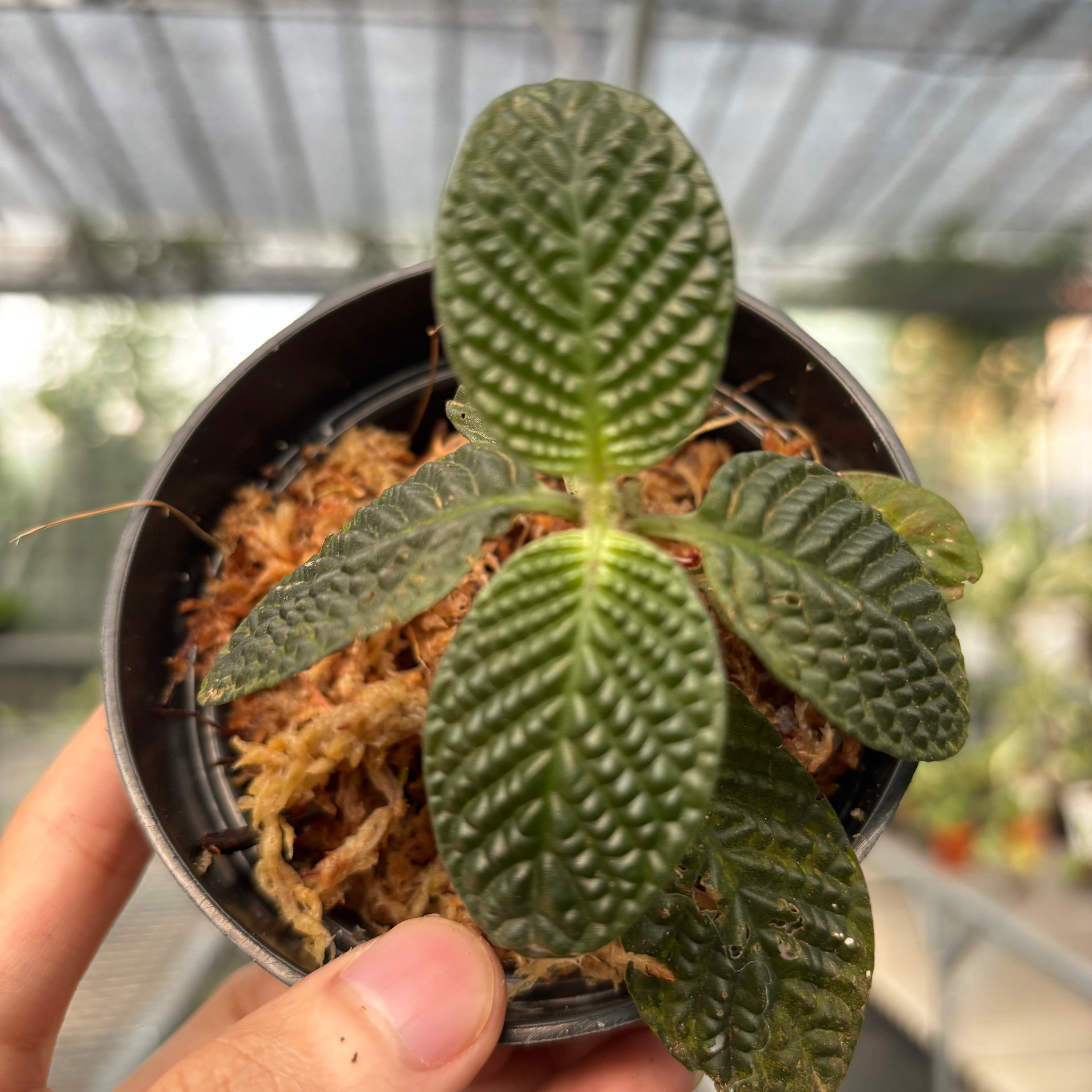 Streblosa Bullata (Argostemma sp. Kayu Lapis)