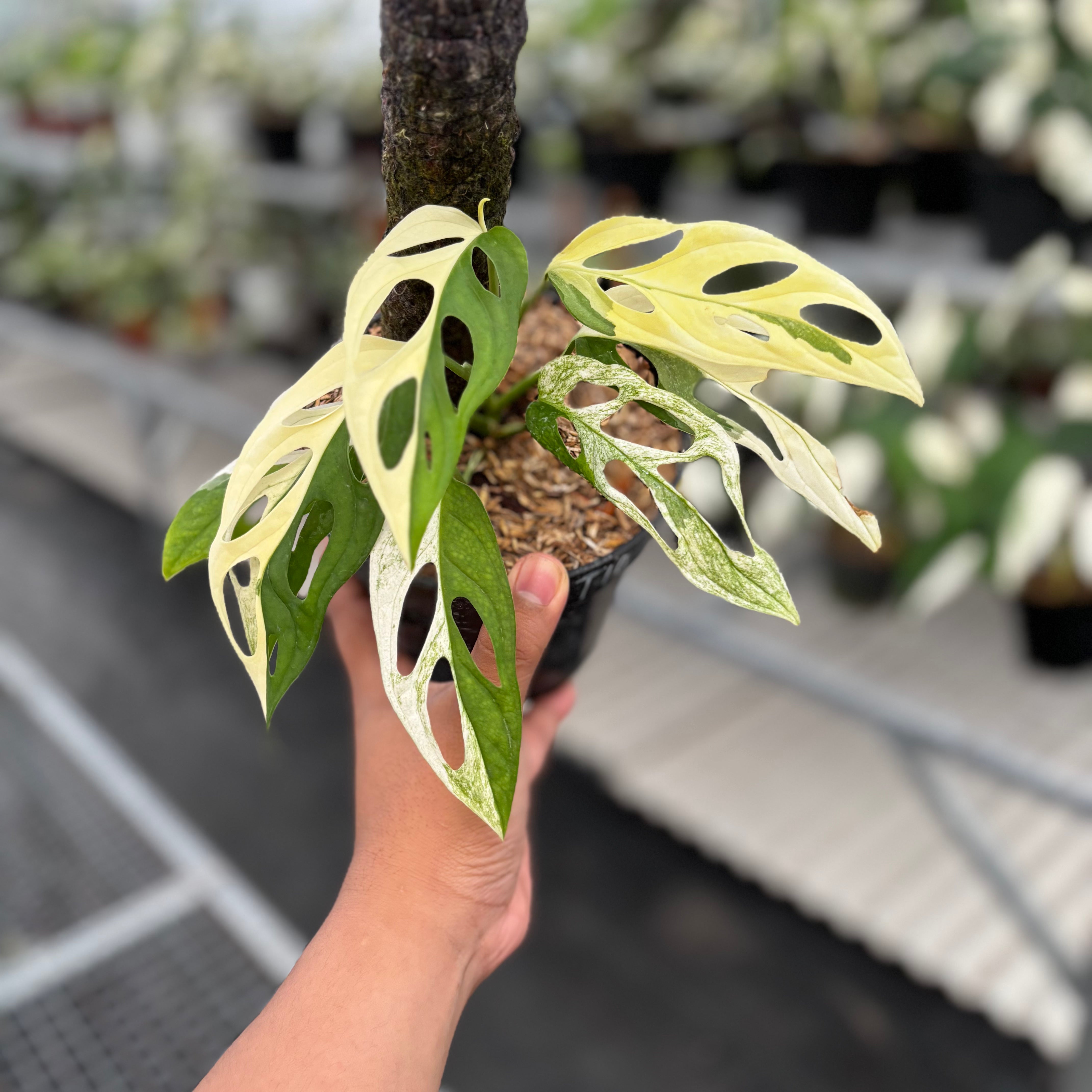 albo variegata monstera adansonii Monstera Adansonii ‘Giant’ Albo Variegated