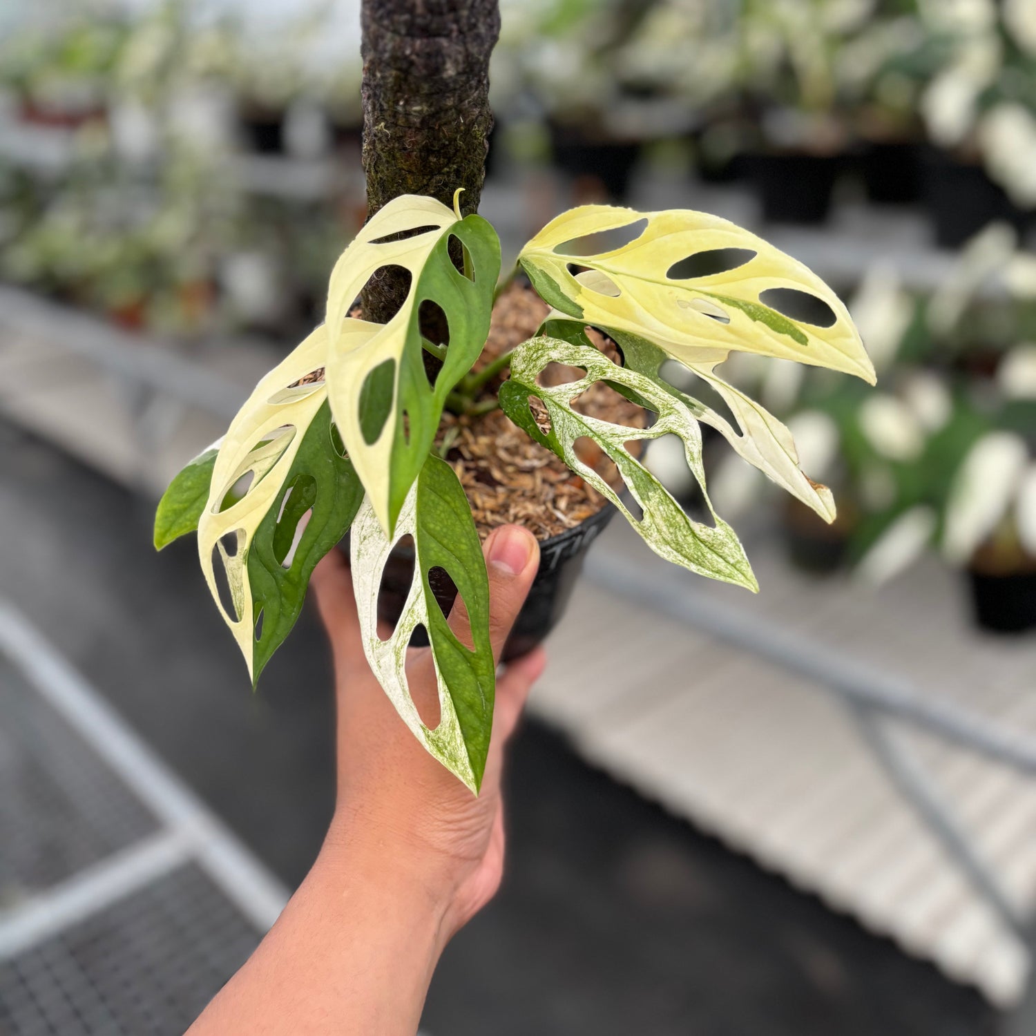 ๐ Monstera Adansonii โGiantโ Albo Variegated (100% off)