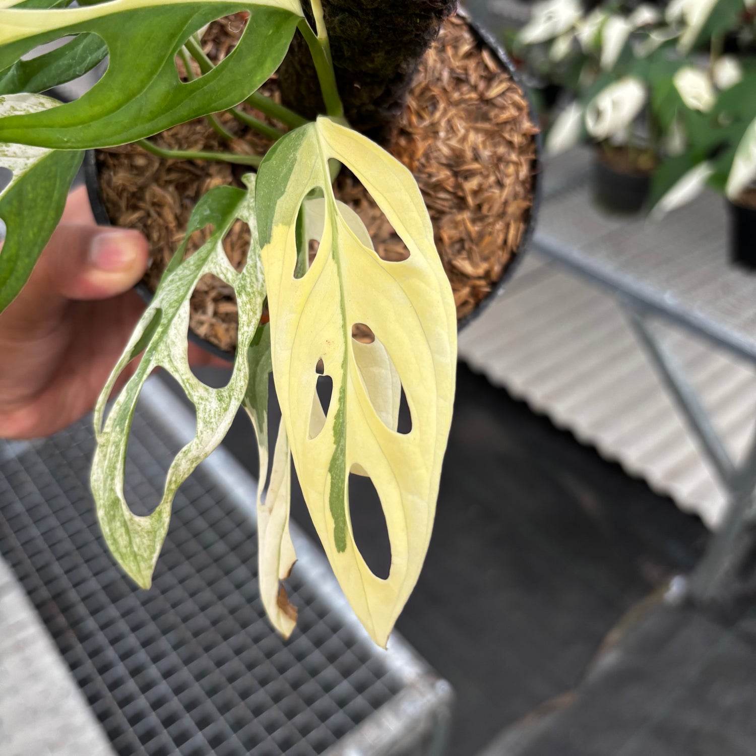 Monstera Adansonii ‘Giant’ Albo Variegated