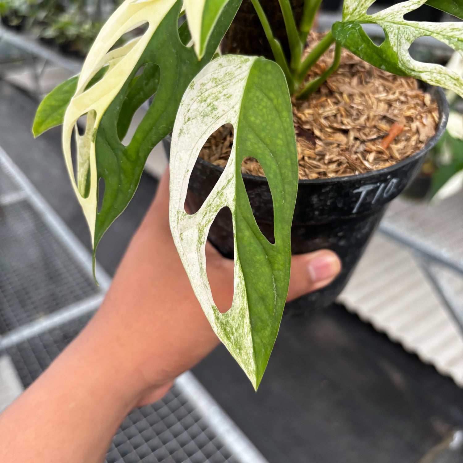 Monstera Adansonii ‘Giant’ Albo Variegated