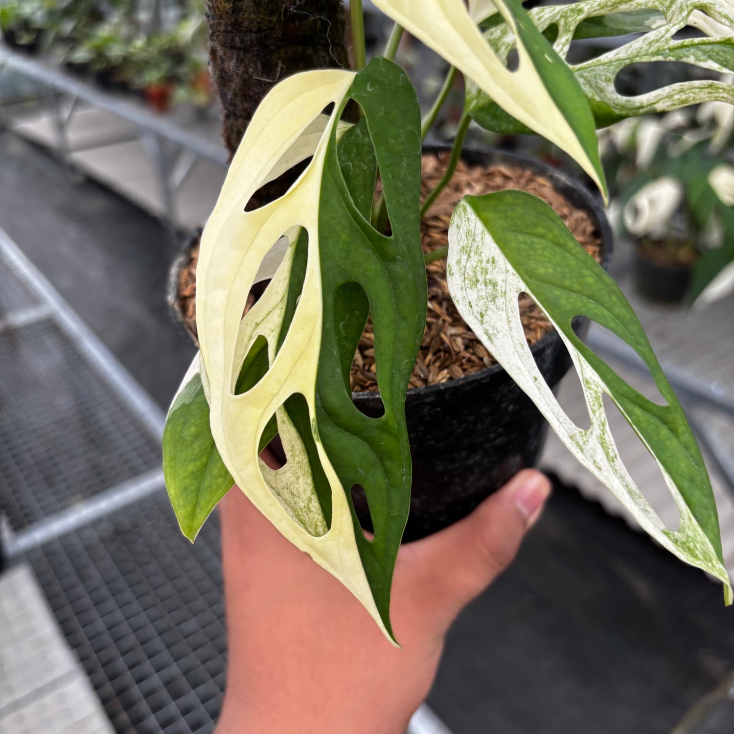 Monstera Adansonii ‘Giant’ Albo Variegated