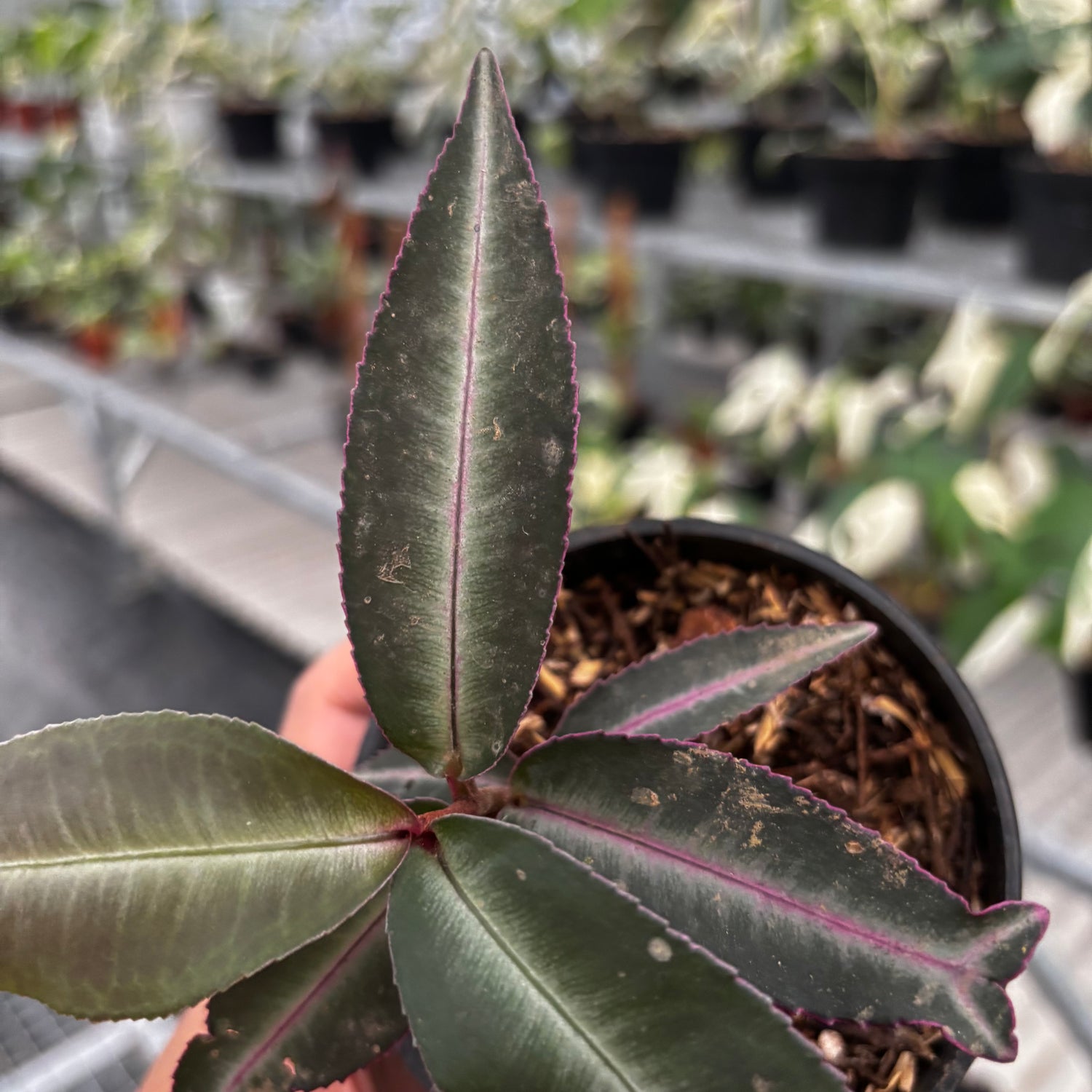 Labisia Pumila “Silver Pink”