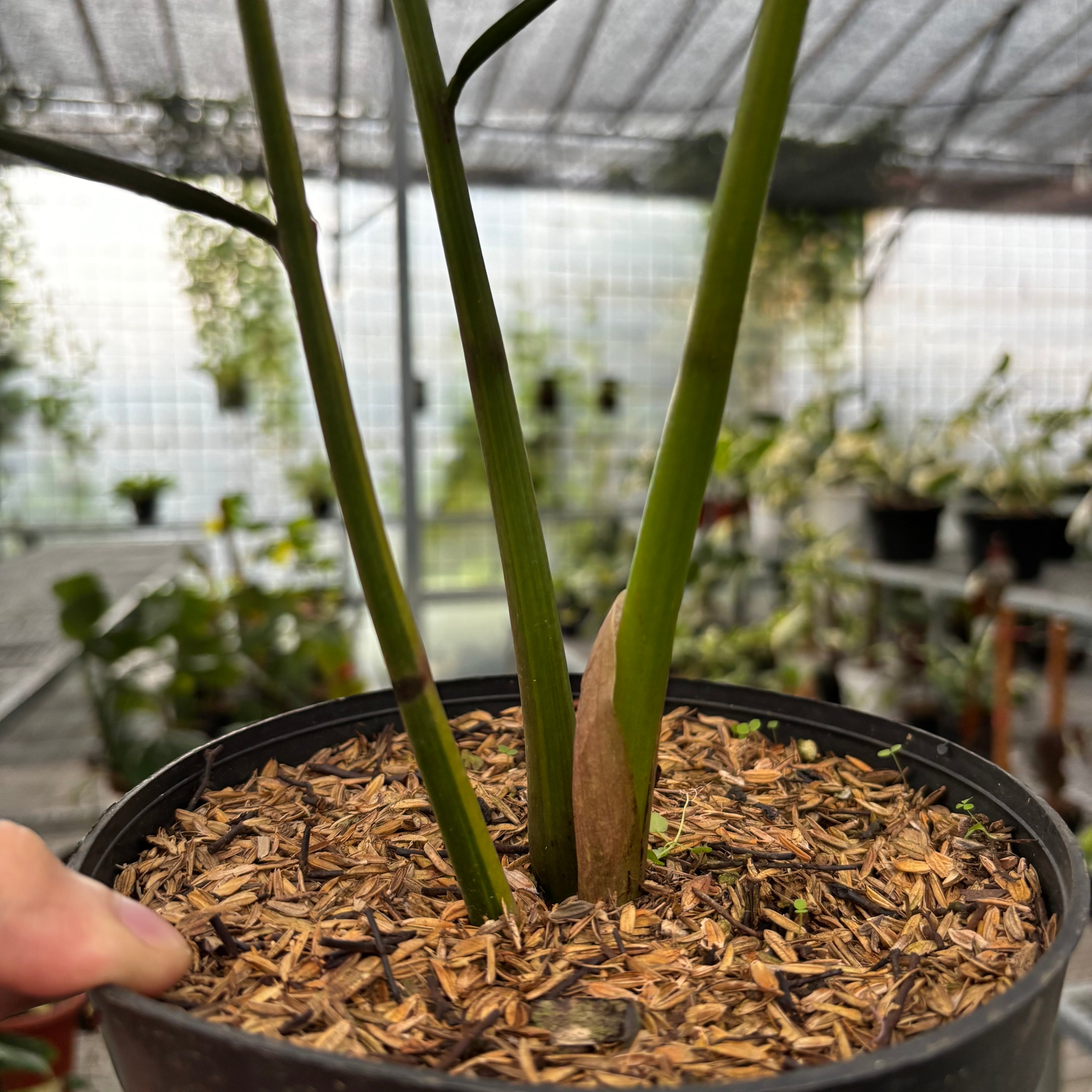 Zamioculcas Zamiifolia Variegated - ZZ plant