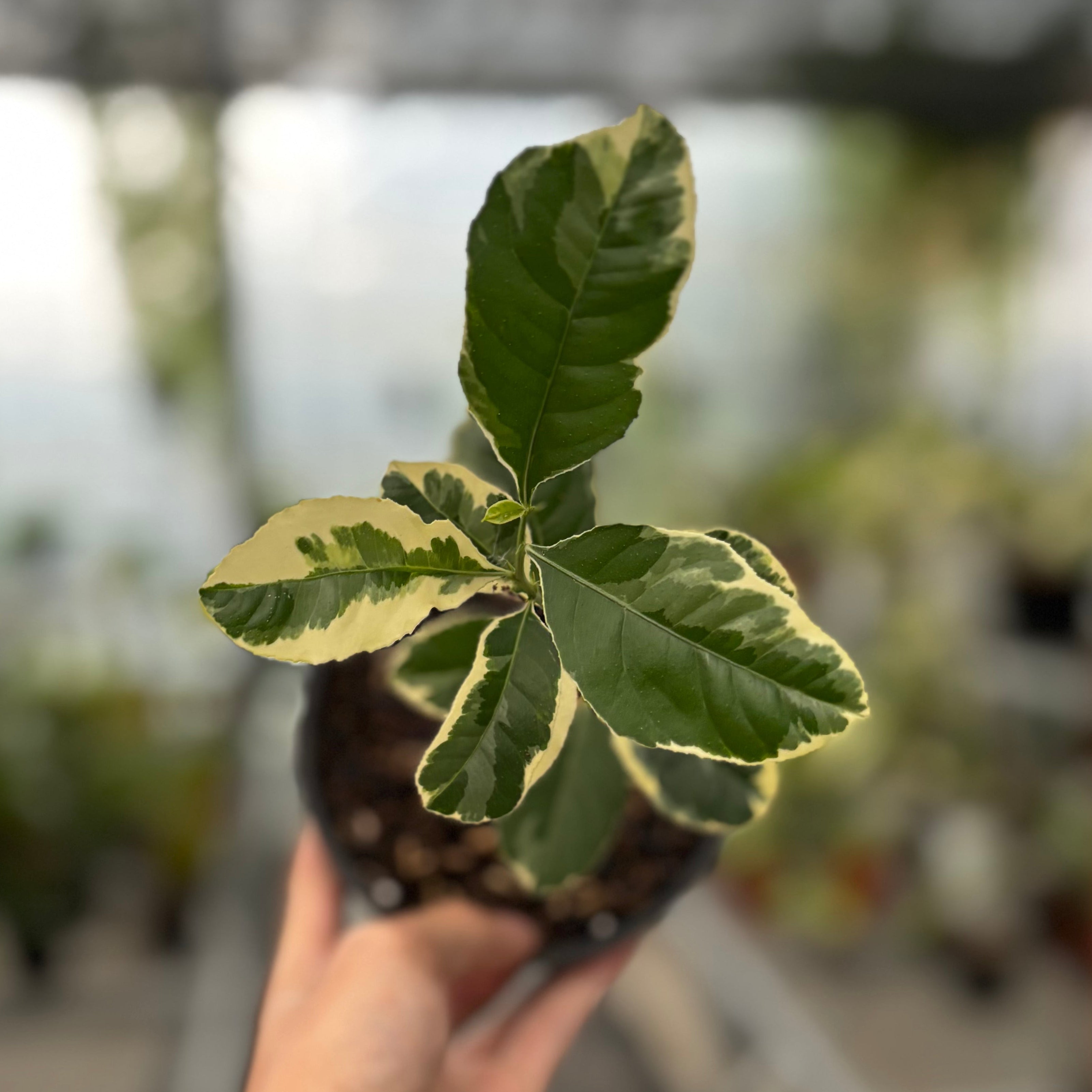 Lemon Variegated