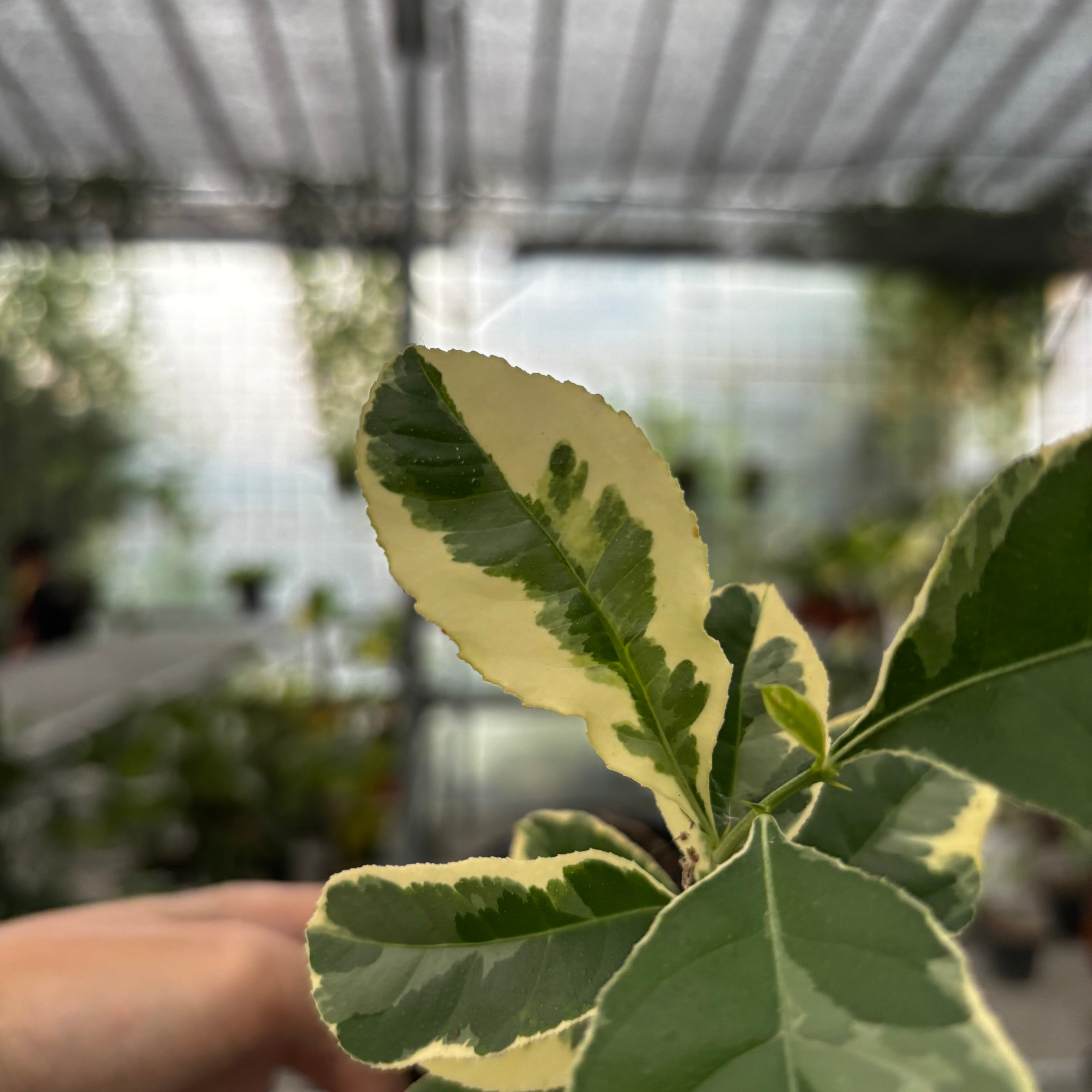 Lemon Variegated
