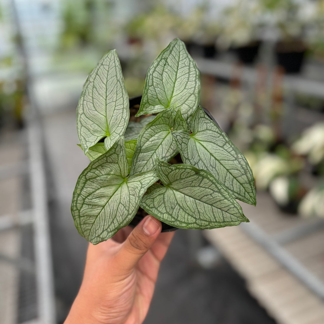 Appendiculata hapeline Silver