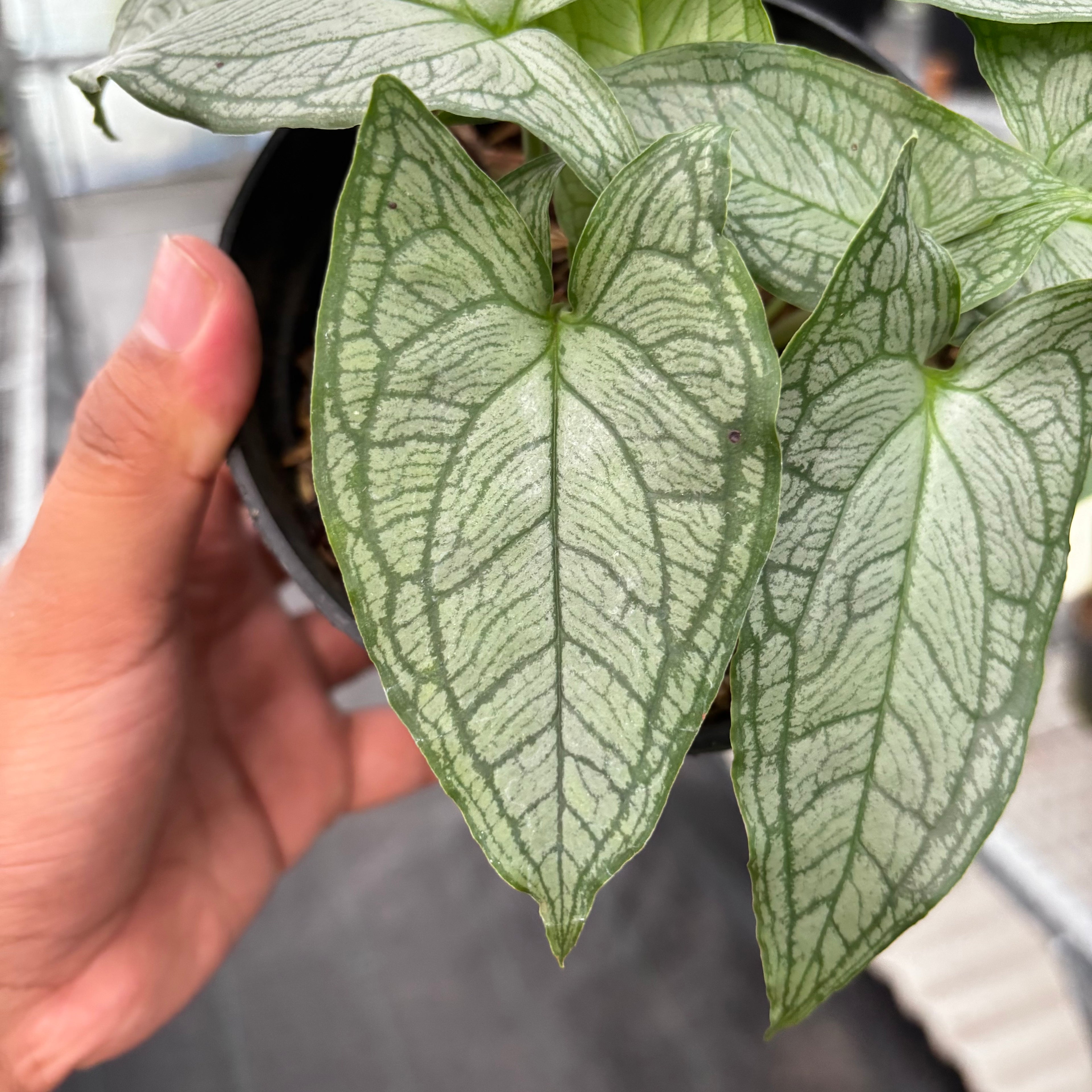 Appendiculata hapeline Silver
