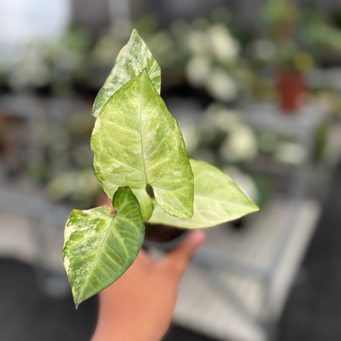 Syngonium White Butterfly Variegated