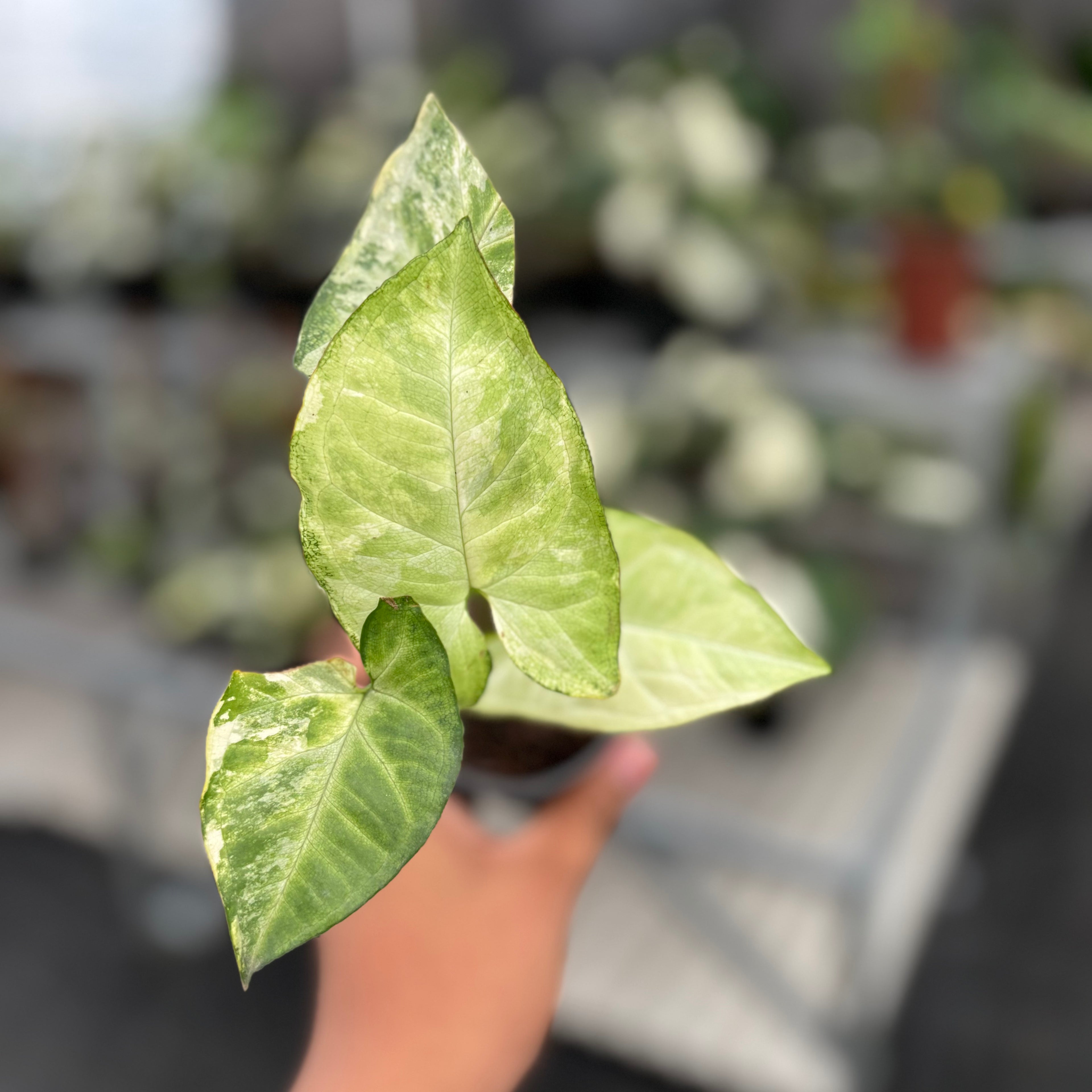 Syngonium White Butterfly Variegated