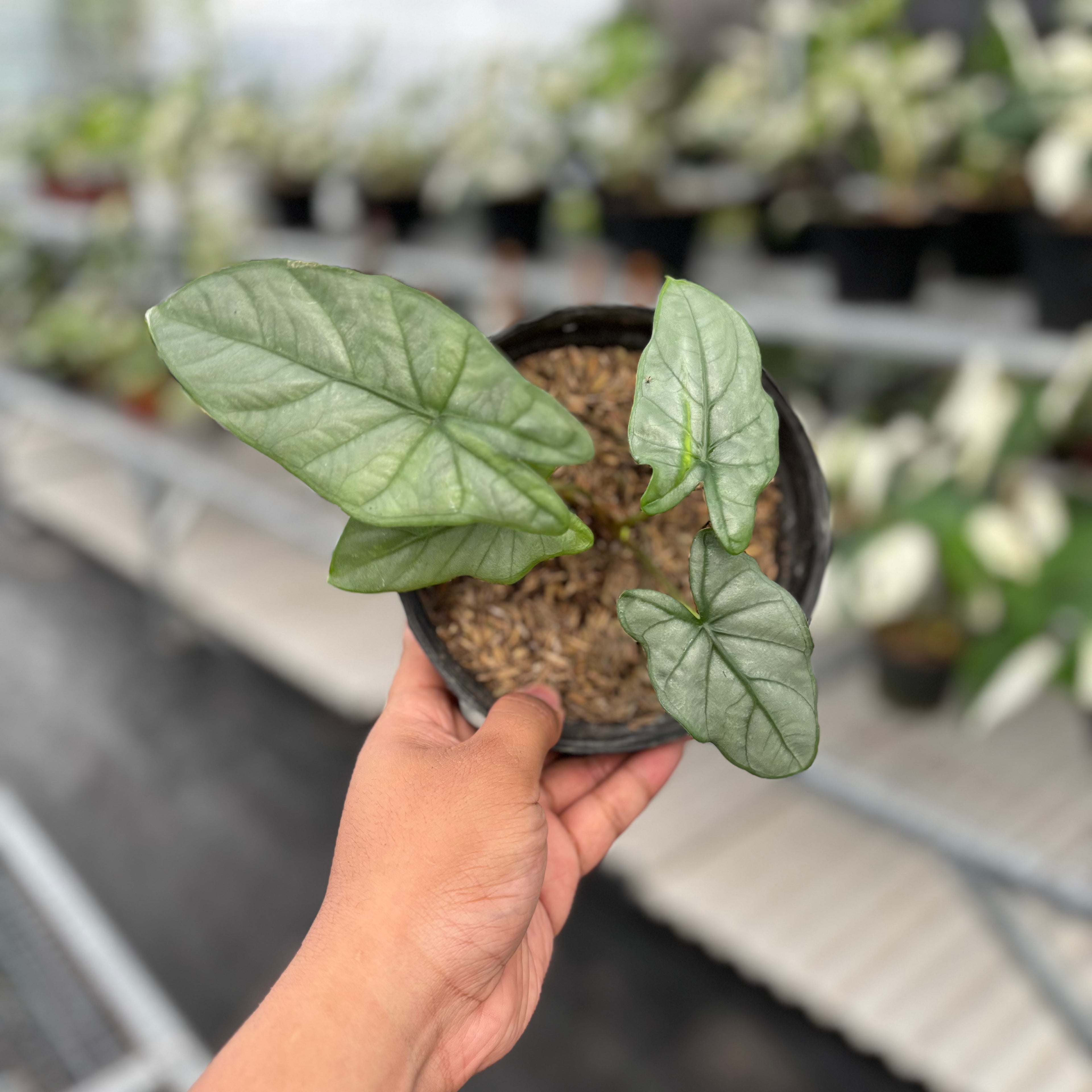 Alocasia Corazon