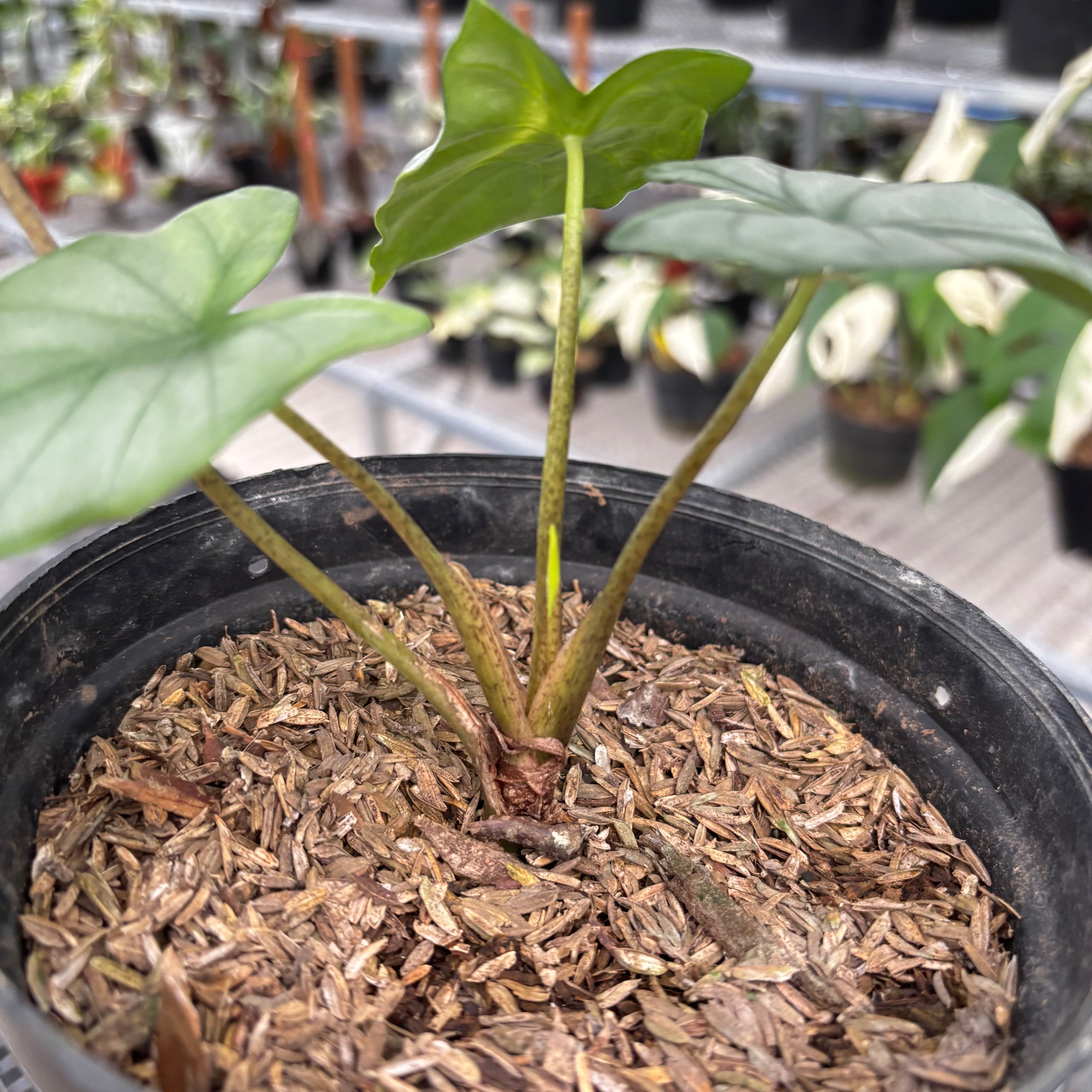 Alocasia Corazon