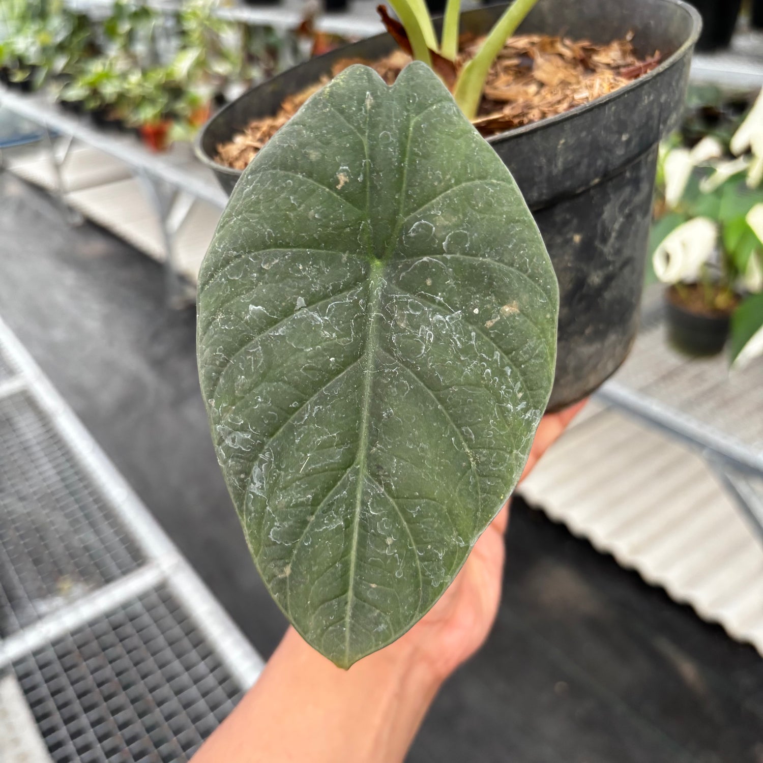Alocasia Maharani