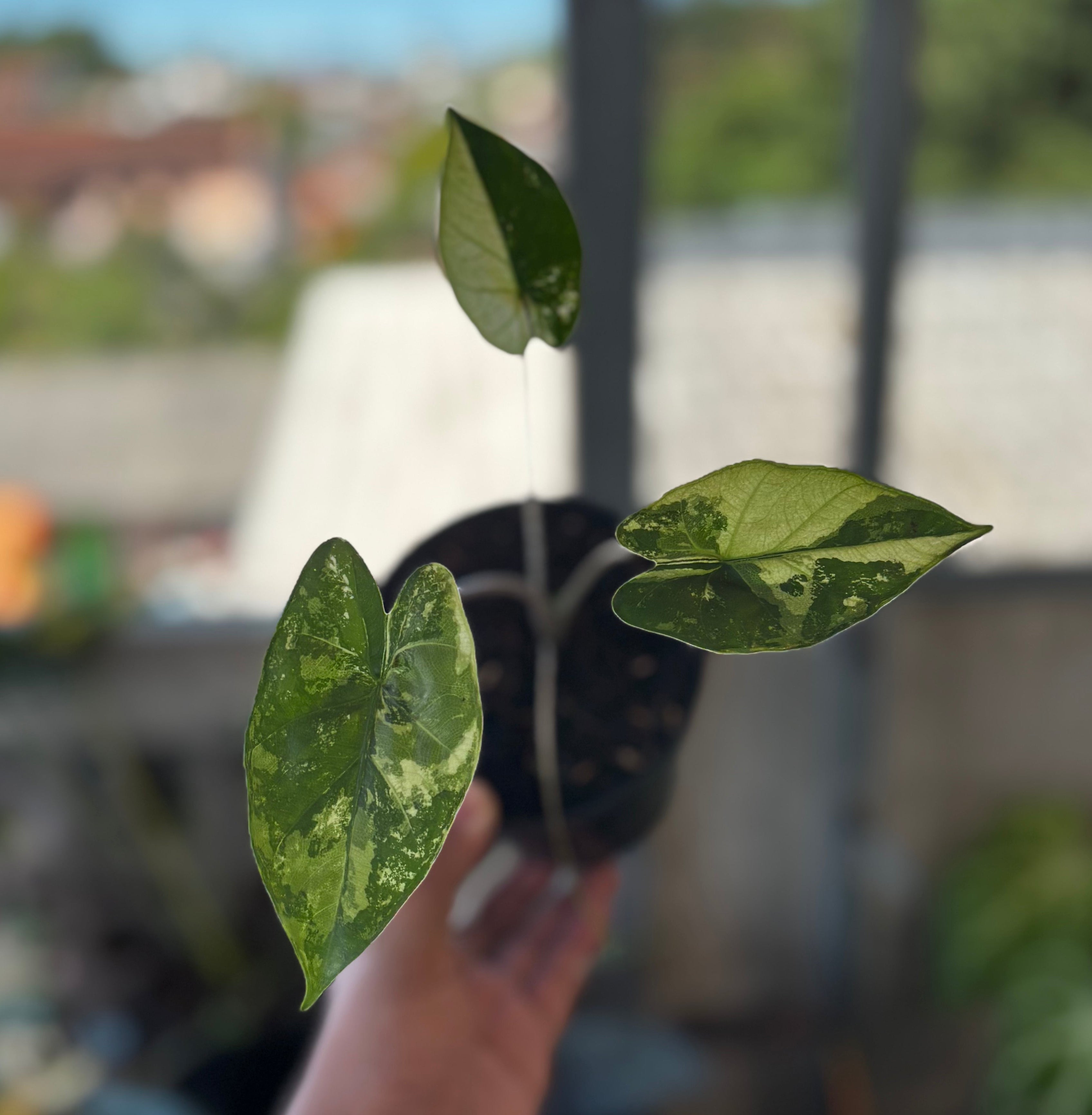 Alocasia Flemingiana Variegated