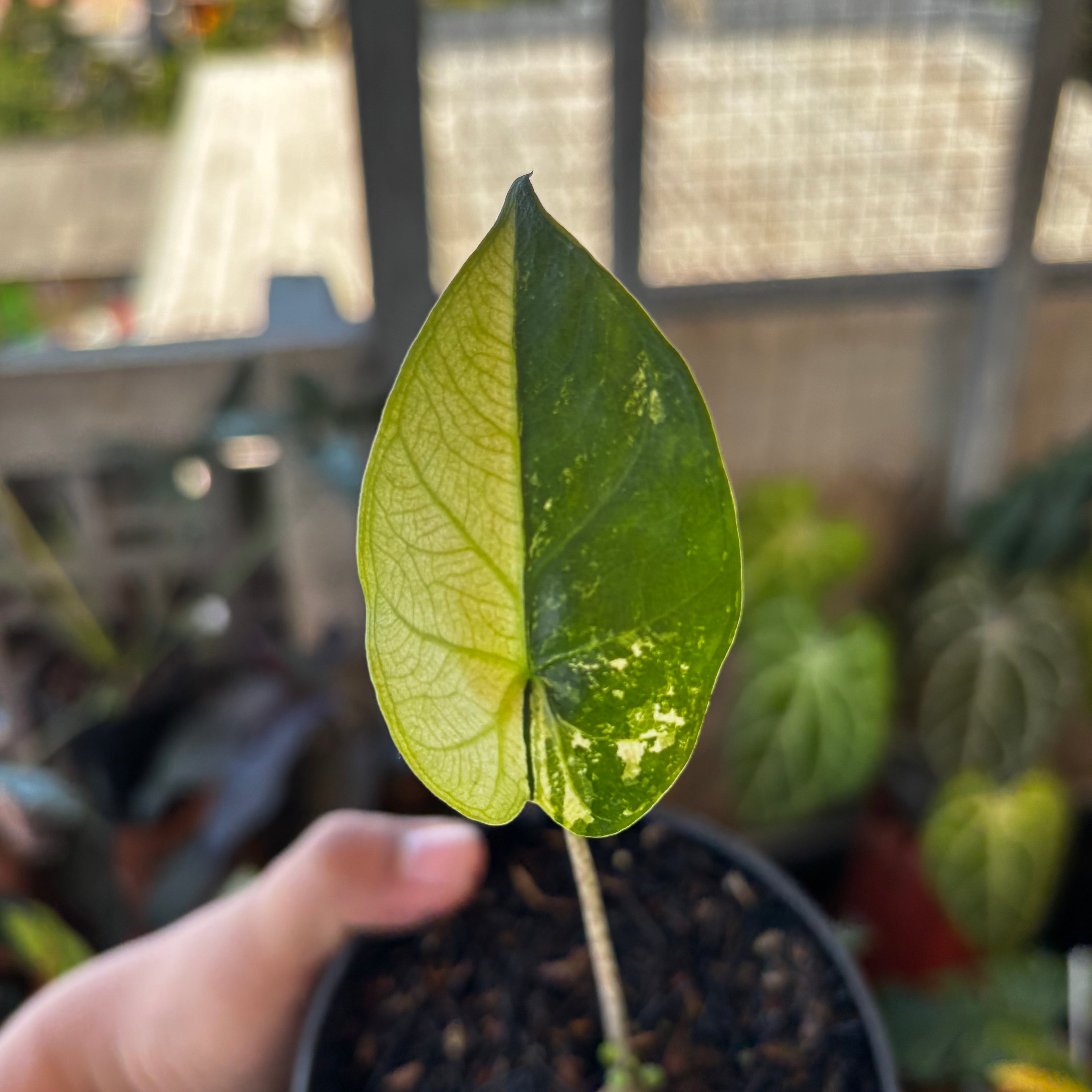 Alocasia Flemingiana Variegated