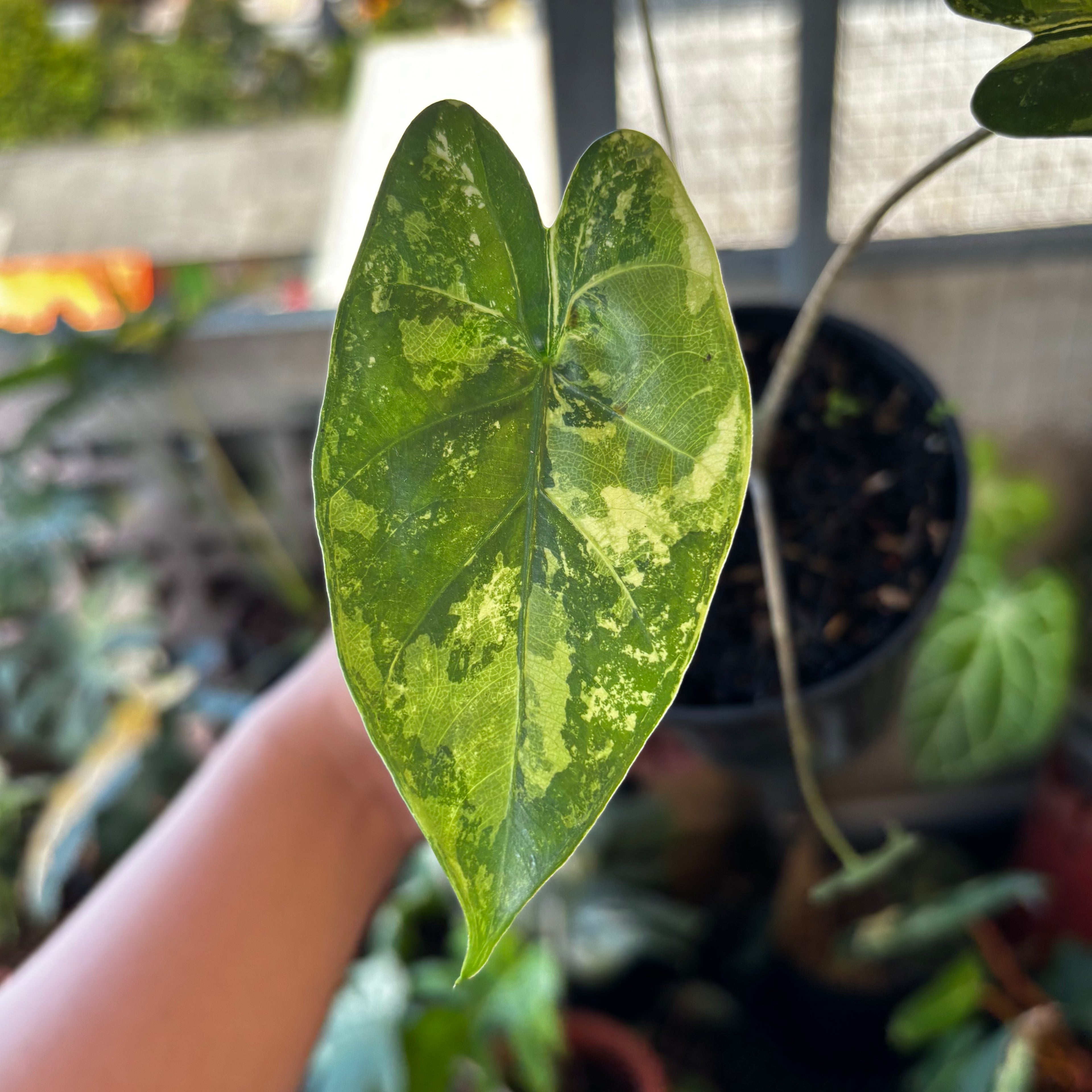Alocasia Flemingiana Variegated