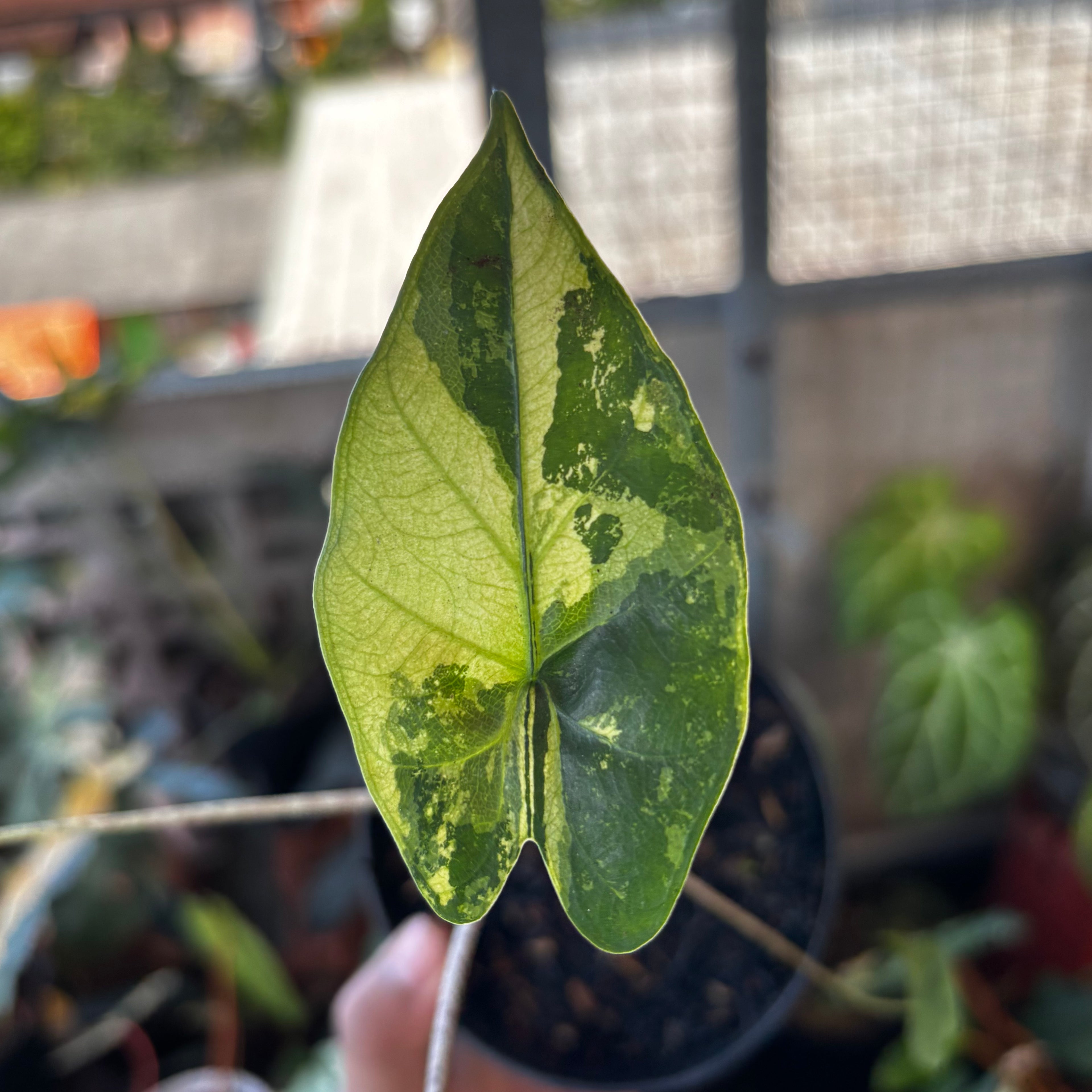 Alocasia Flemingiana Variegated