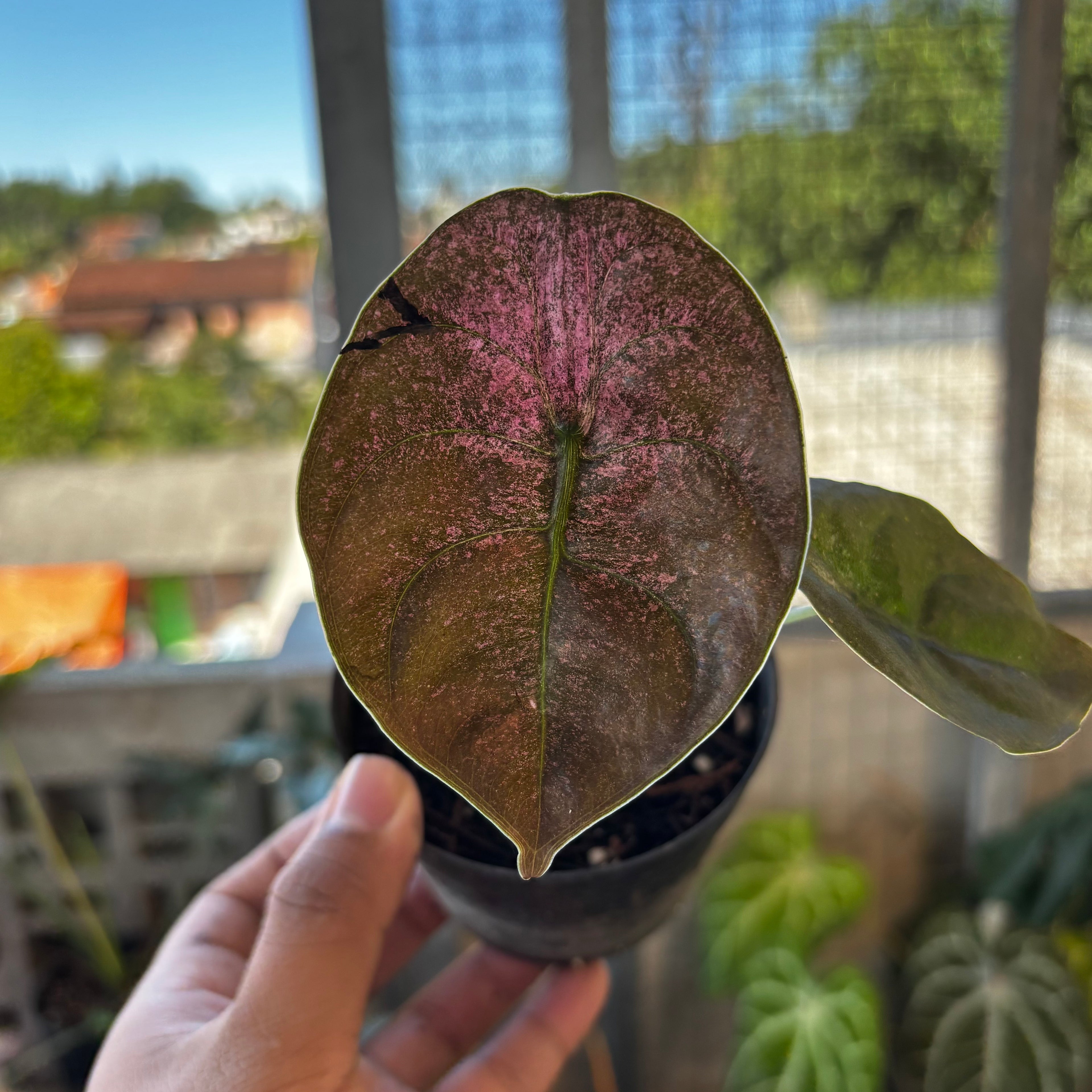 RP037-7 Alocasia Cuprea Mint