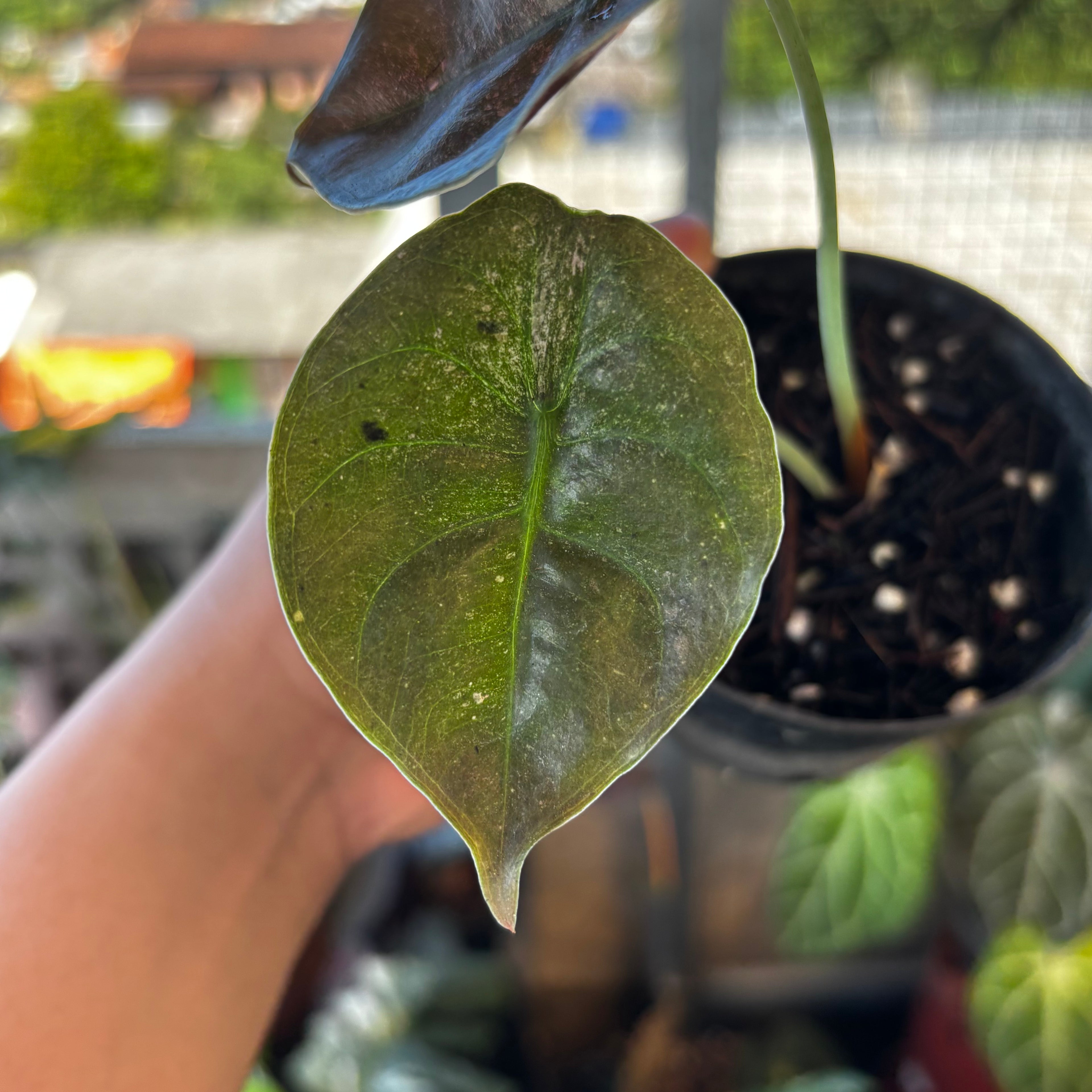 RP037-7 Alocasia Cuprea Mint