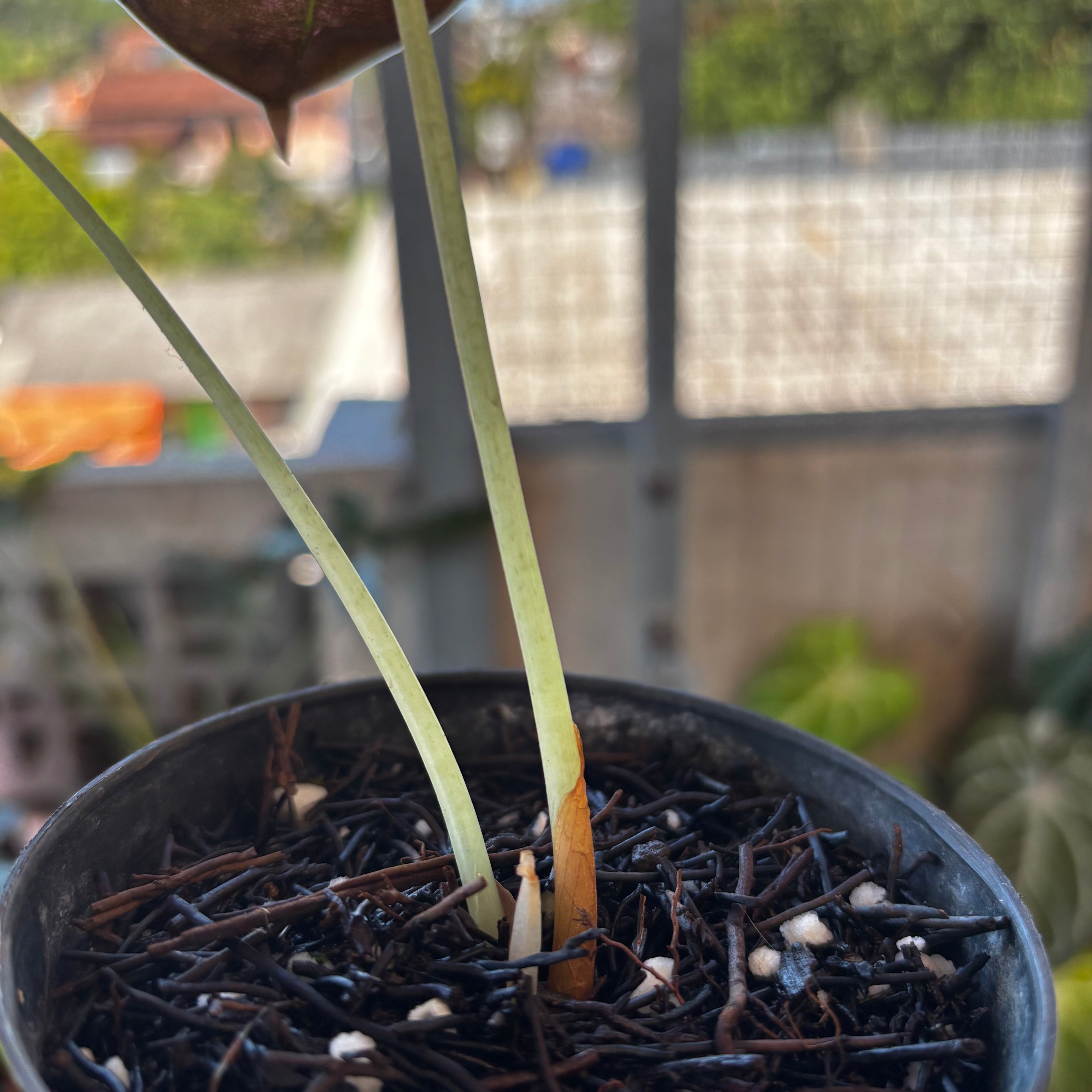 RP037-7 Alocasia Cuprea Mint