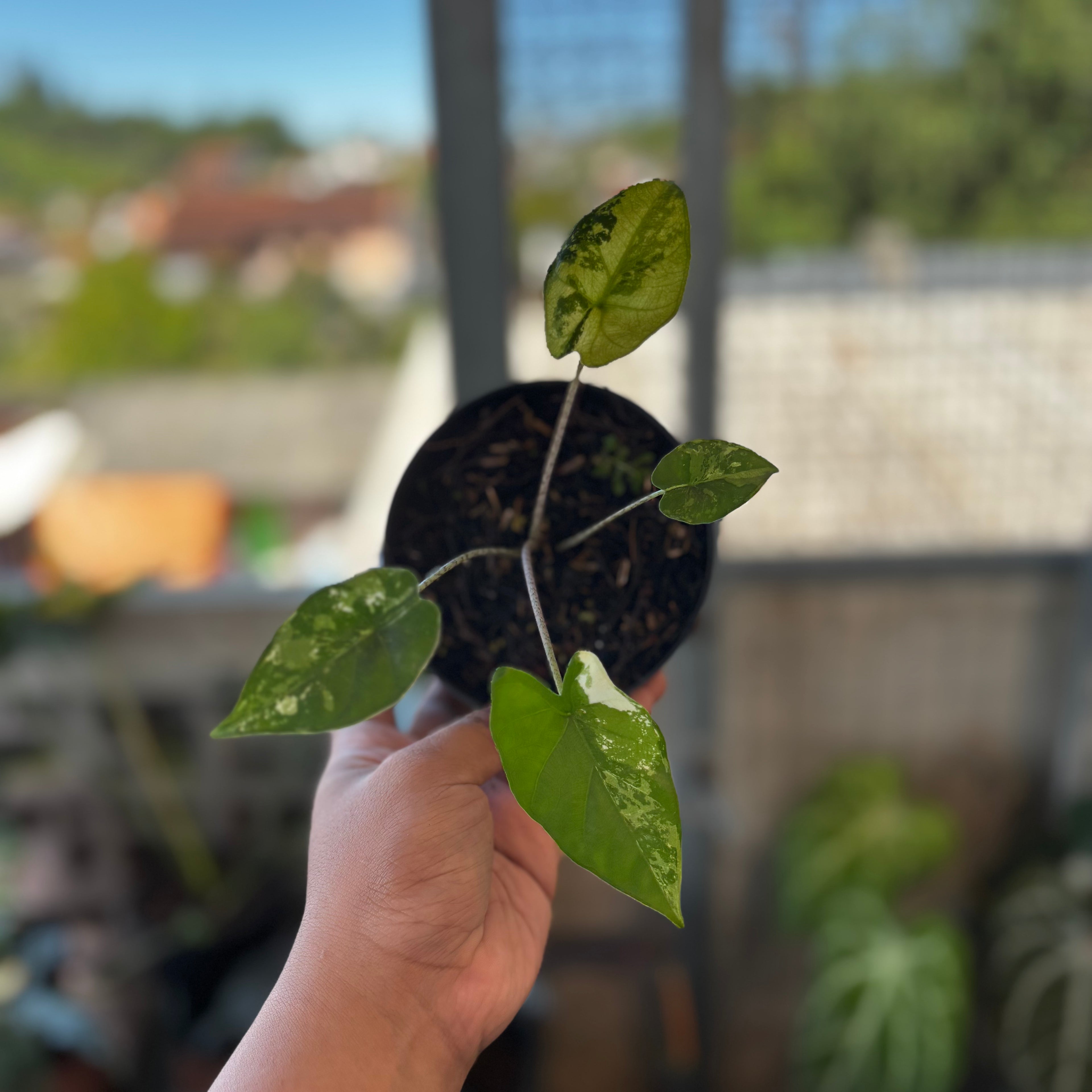 RP038-7 Alocasia Flemingiana Variegated