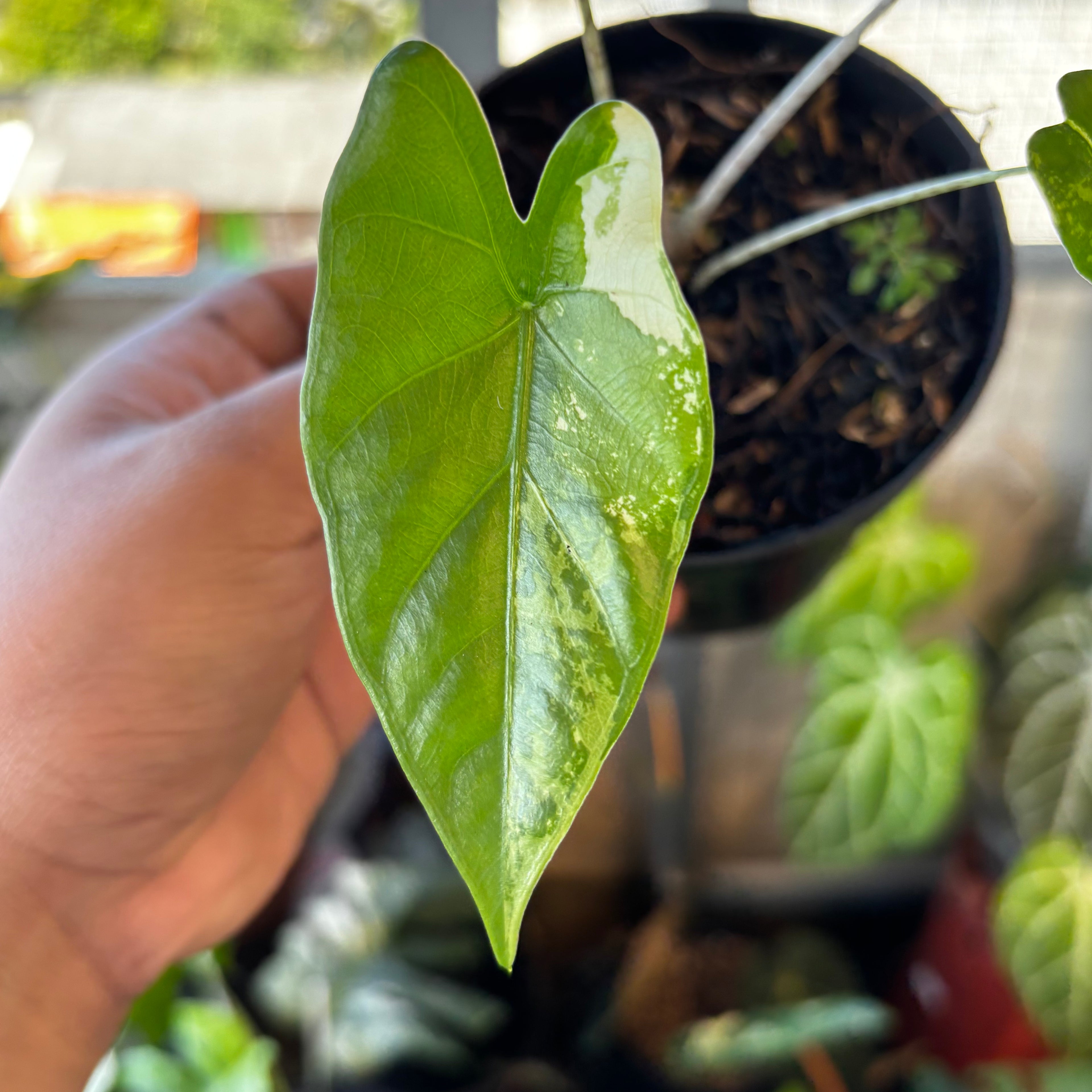 RP038-7 Alocasia Flemingiana Variegated
