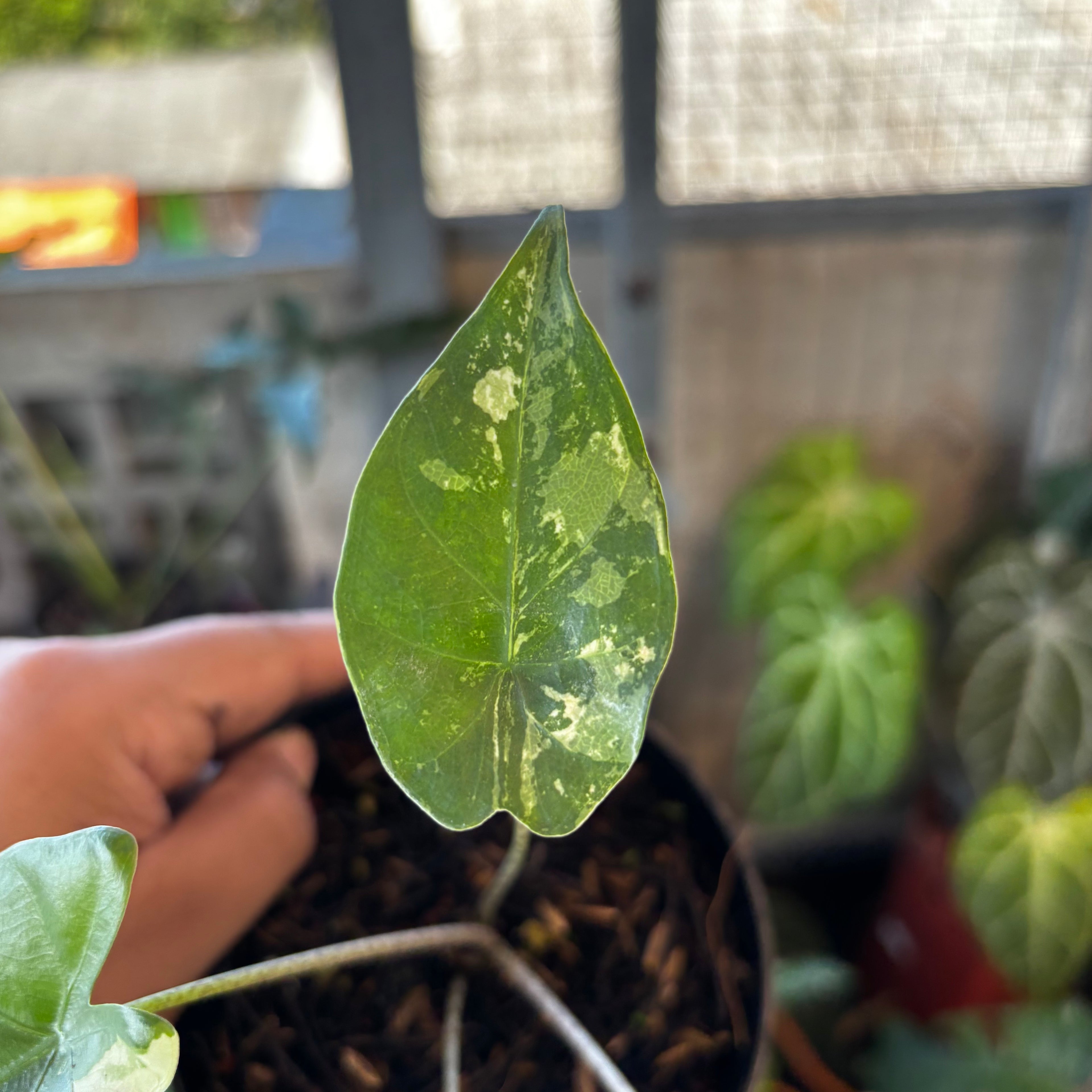 RP038-7 Alocasia Flemingiana Variegated