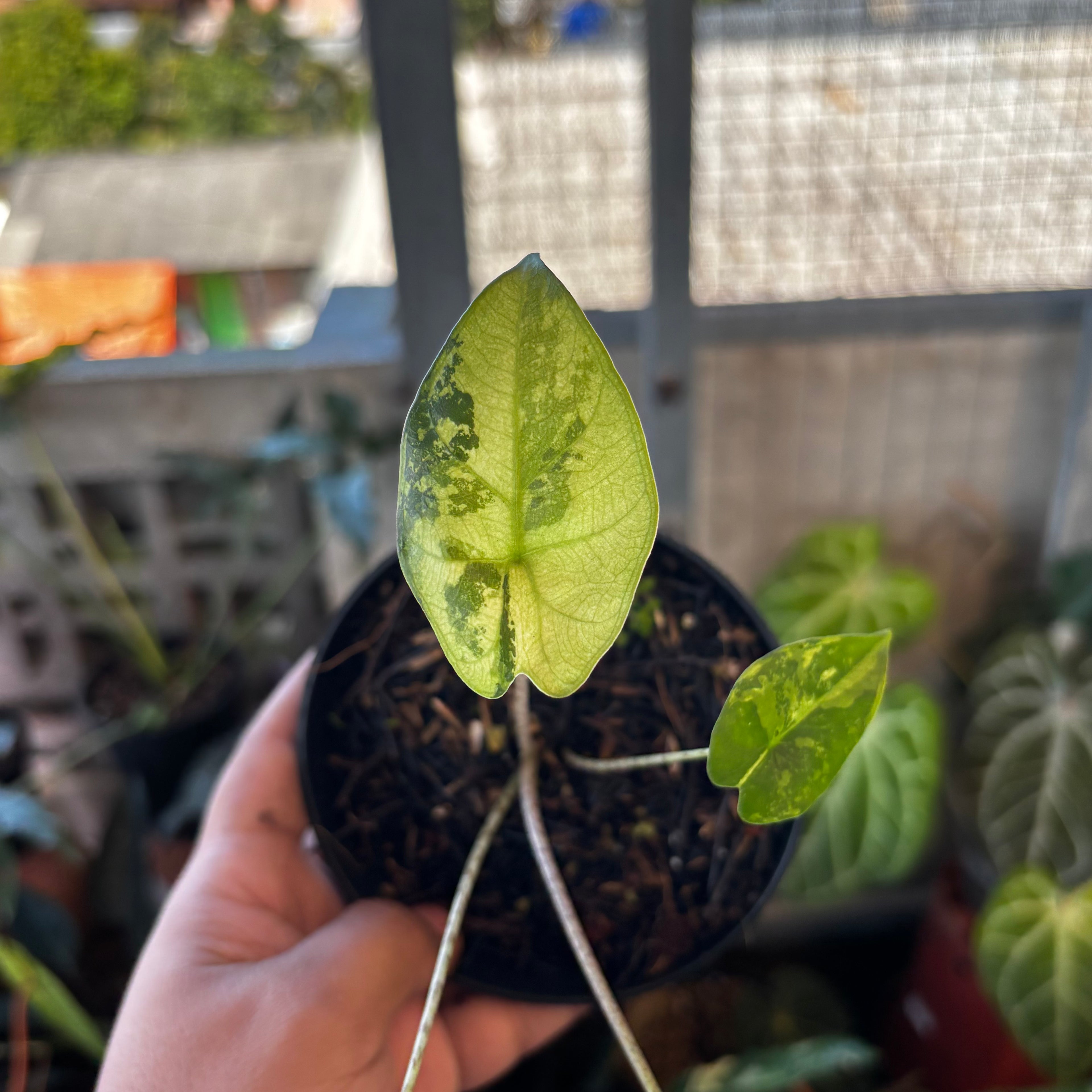 RP038-7 Alocasia Flemingiana Variegated