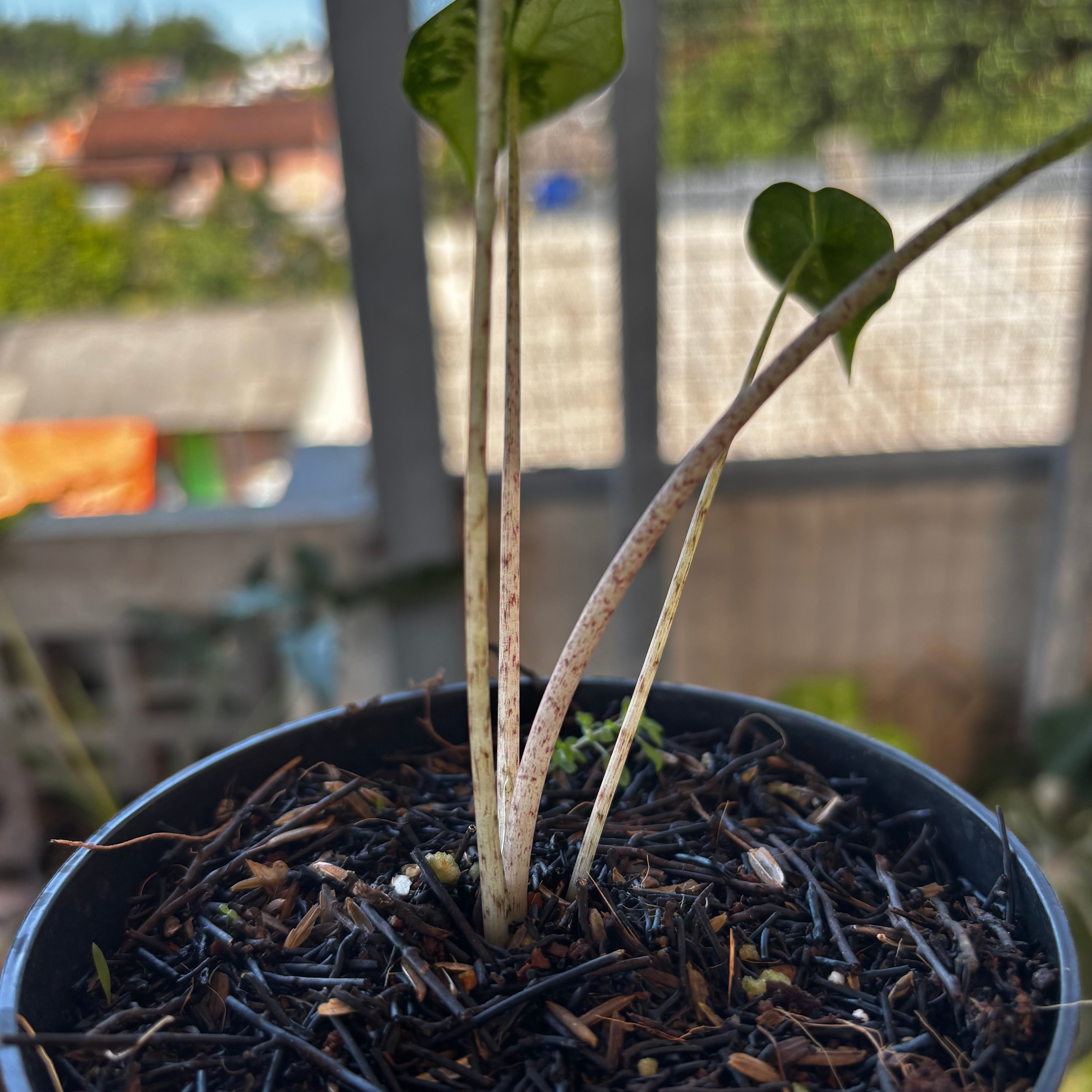 RP038-7 Alocasia Flemingiana Variegated
