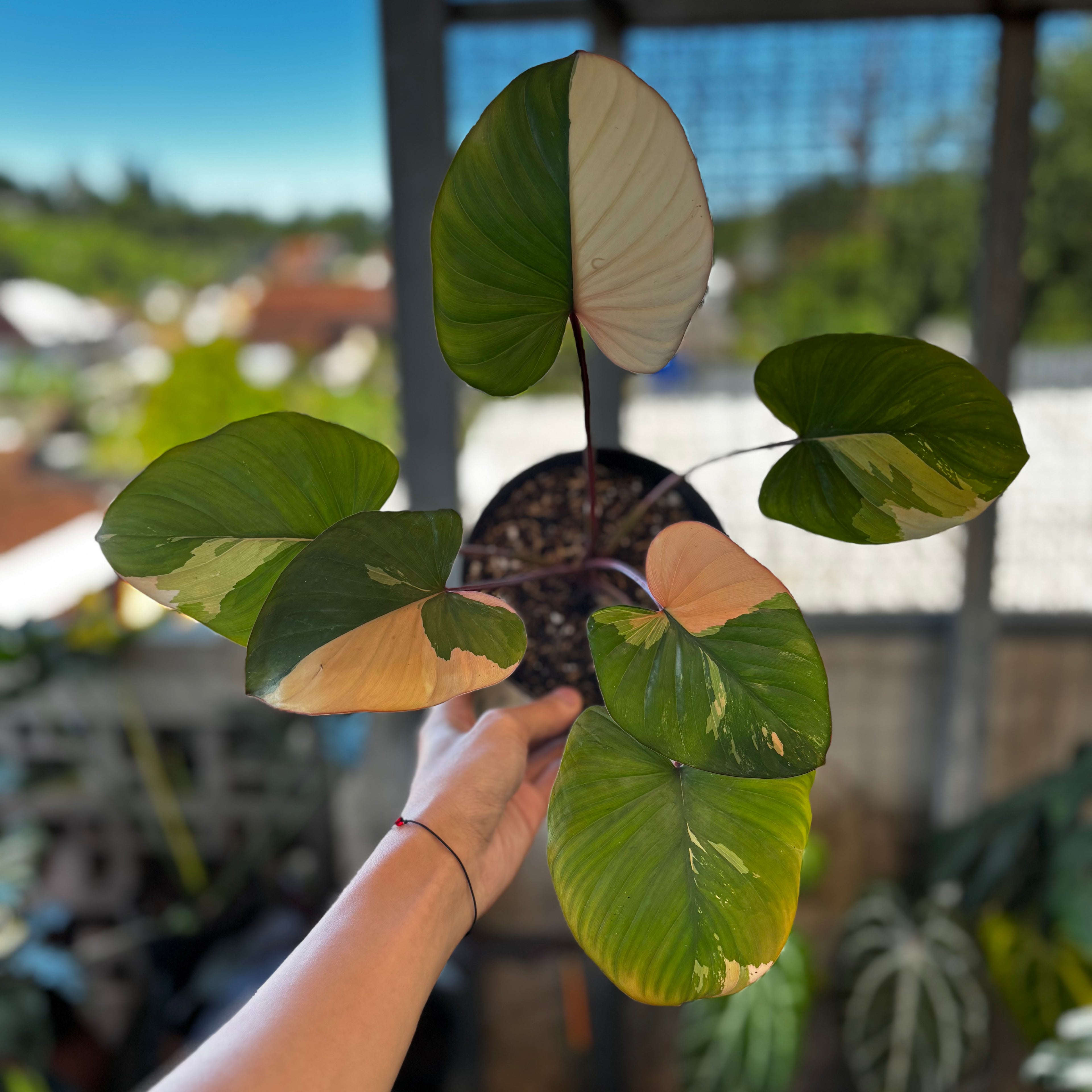 RP040-7 Homalomena Rubescen Variegated