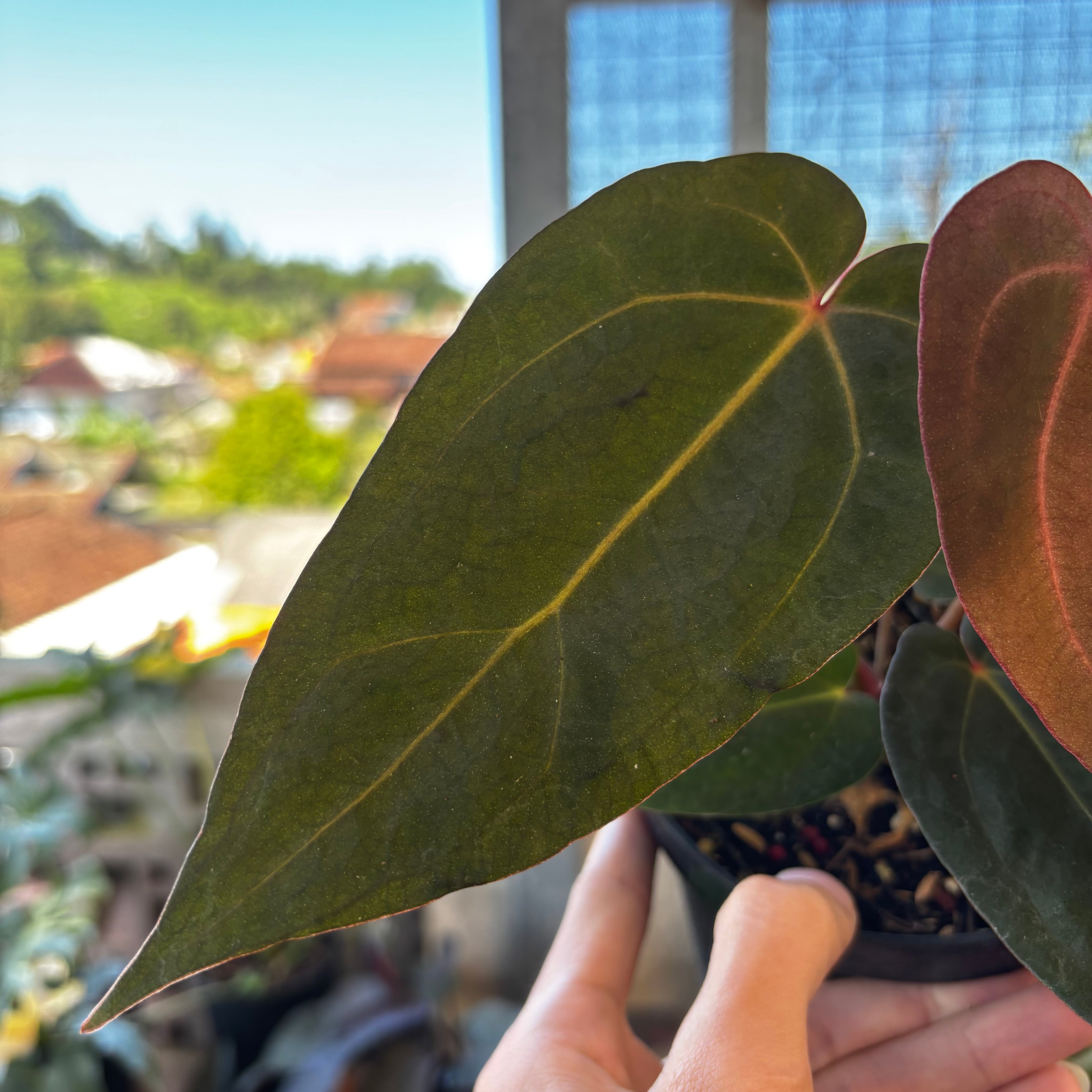 RP041-7 Anthurium AOS x Port SKG x A. Zara Michelle