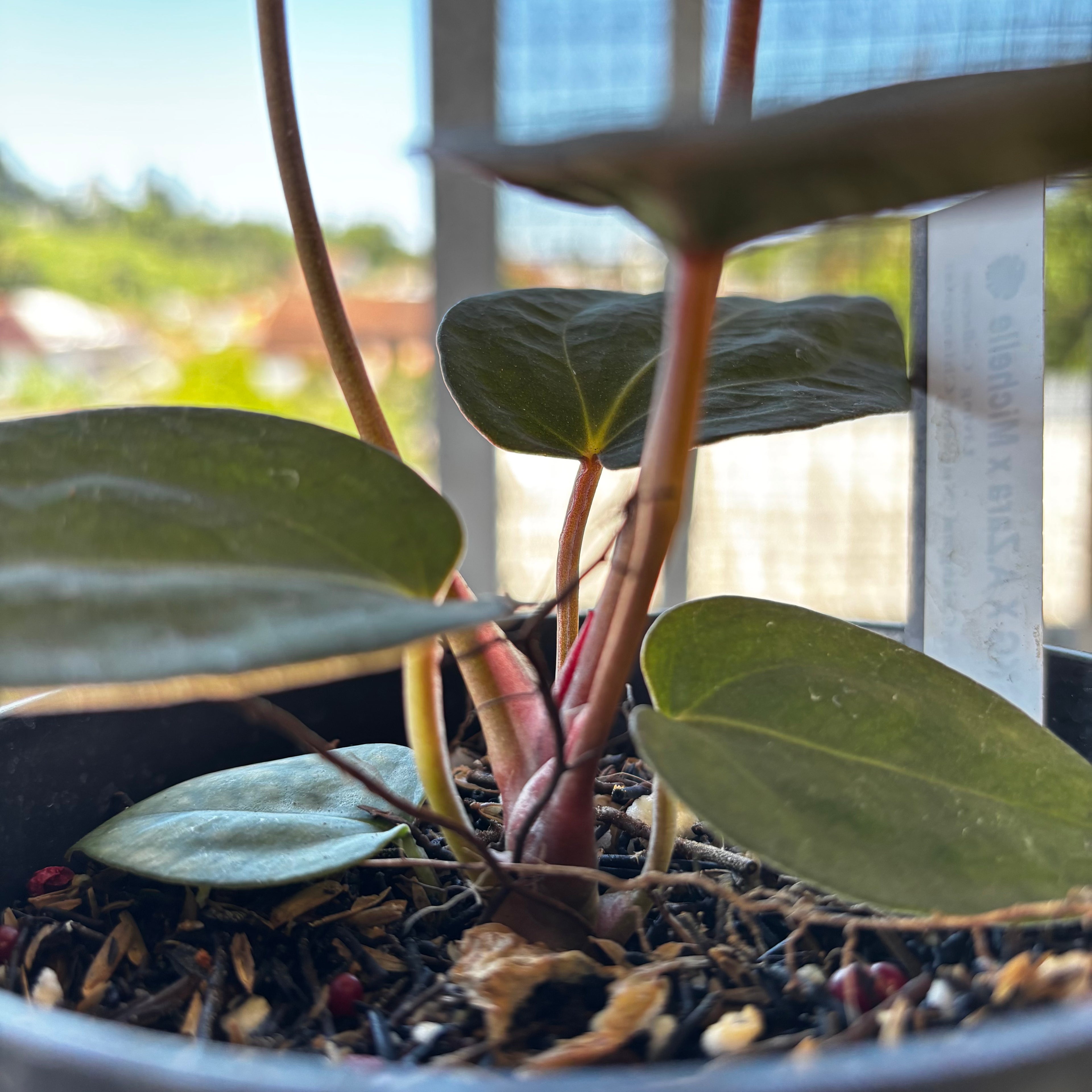 RP041-7 Anthurium AOS x Port SKG x A. Zara Michelle