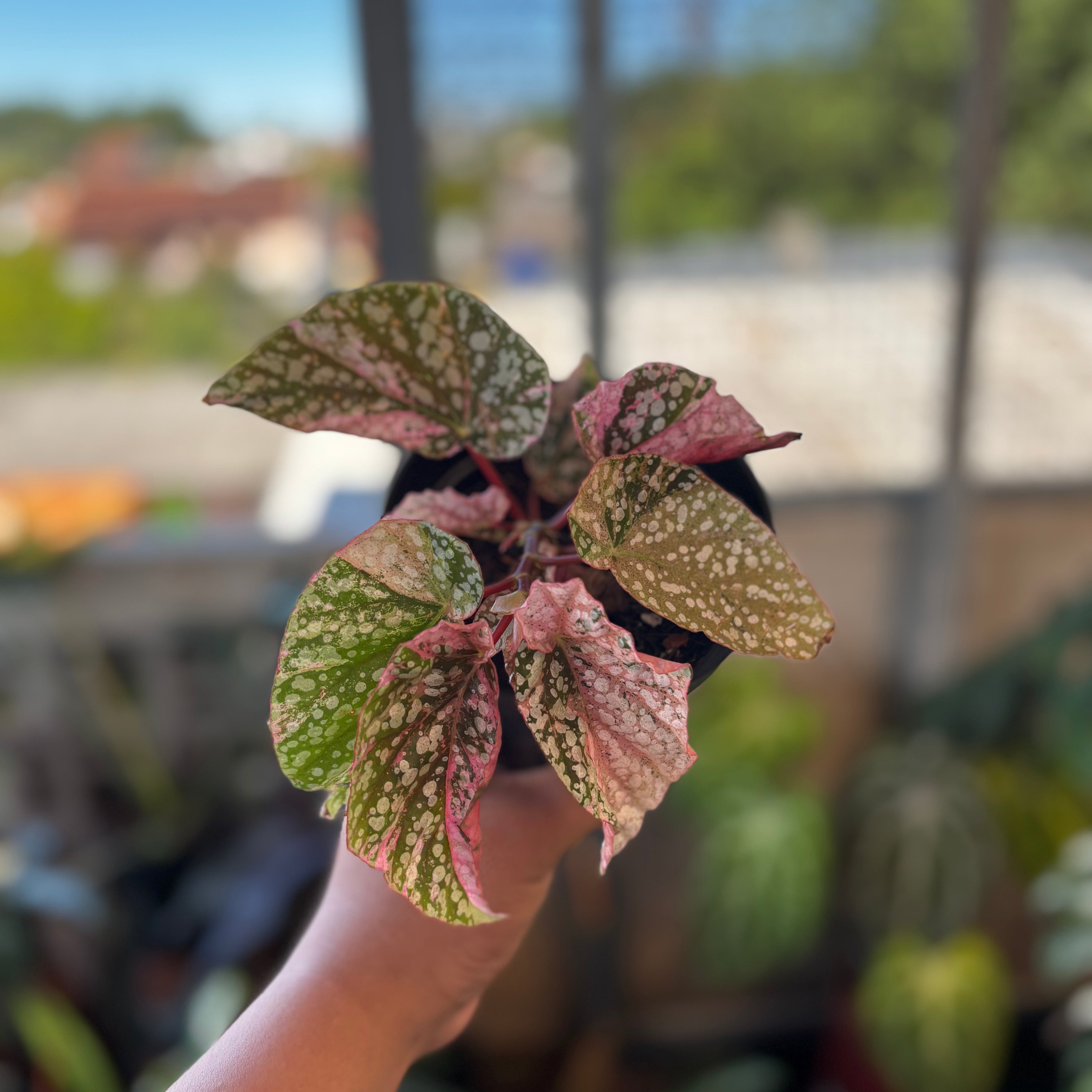RP042-7 Begonia Snow Capped Variegated