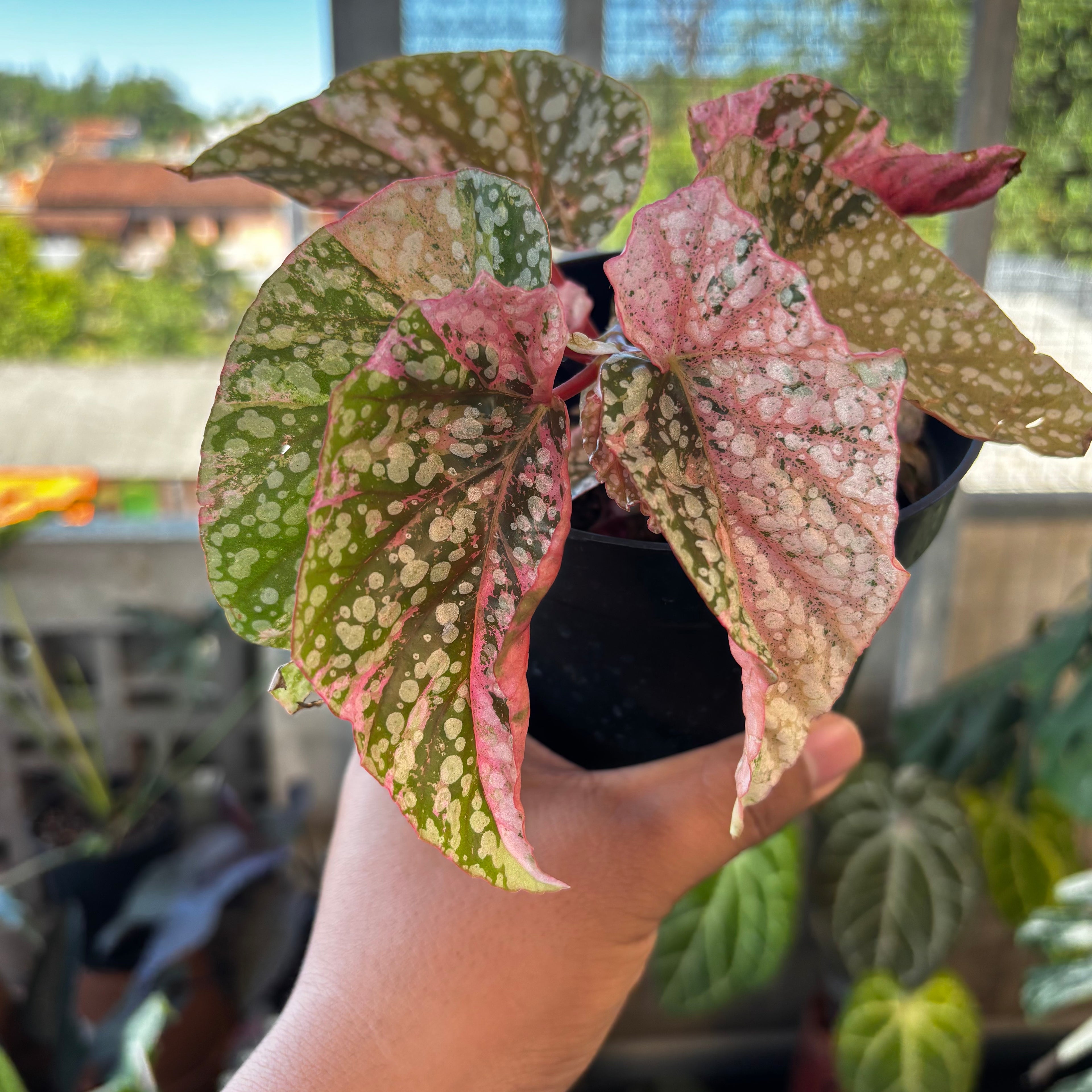 RP042-7 Begonia Snow Capped Variegated