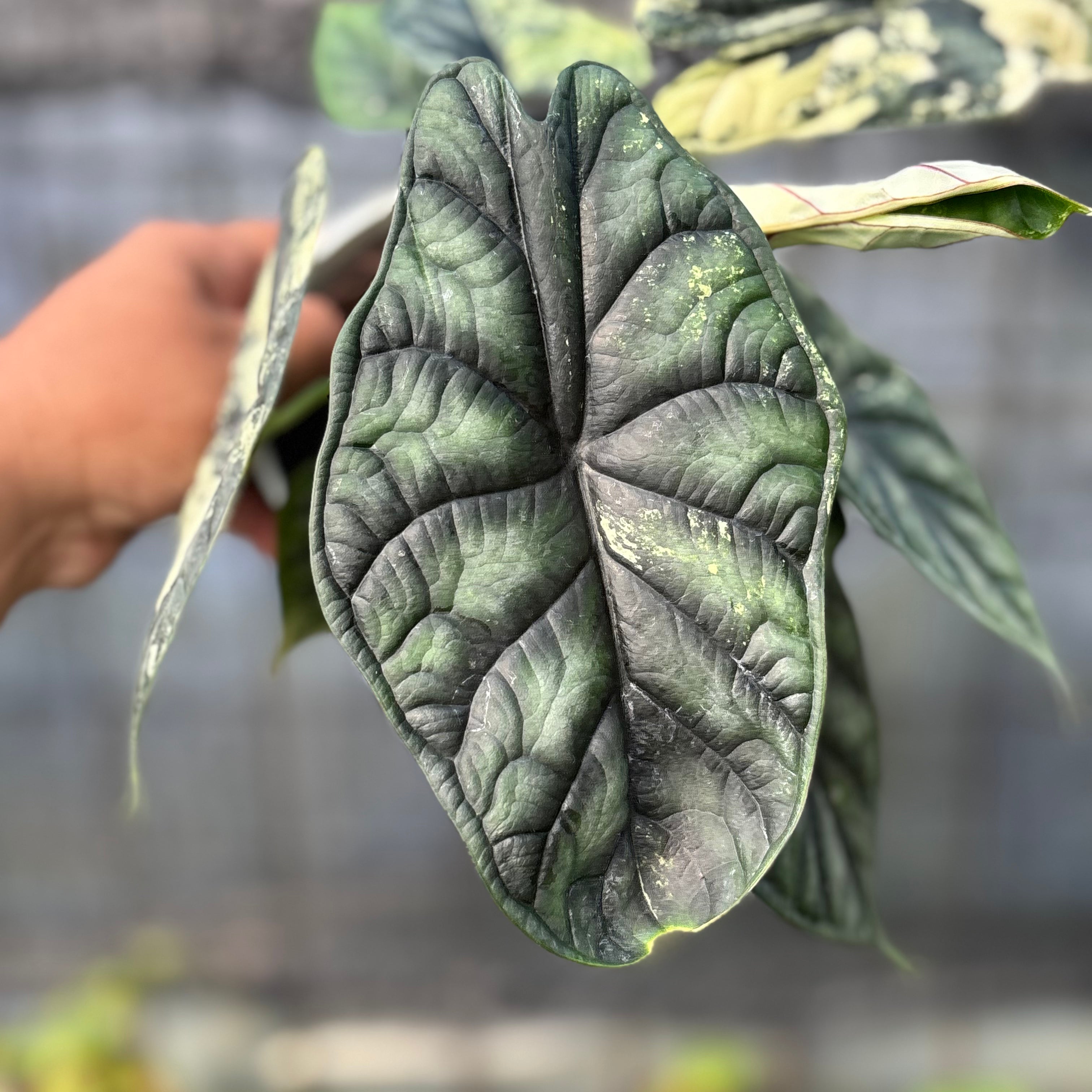 RP2-6 Alocasia Dragon Scale Variegated