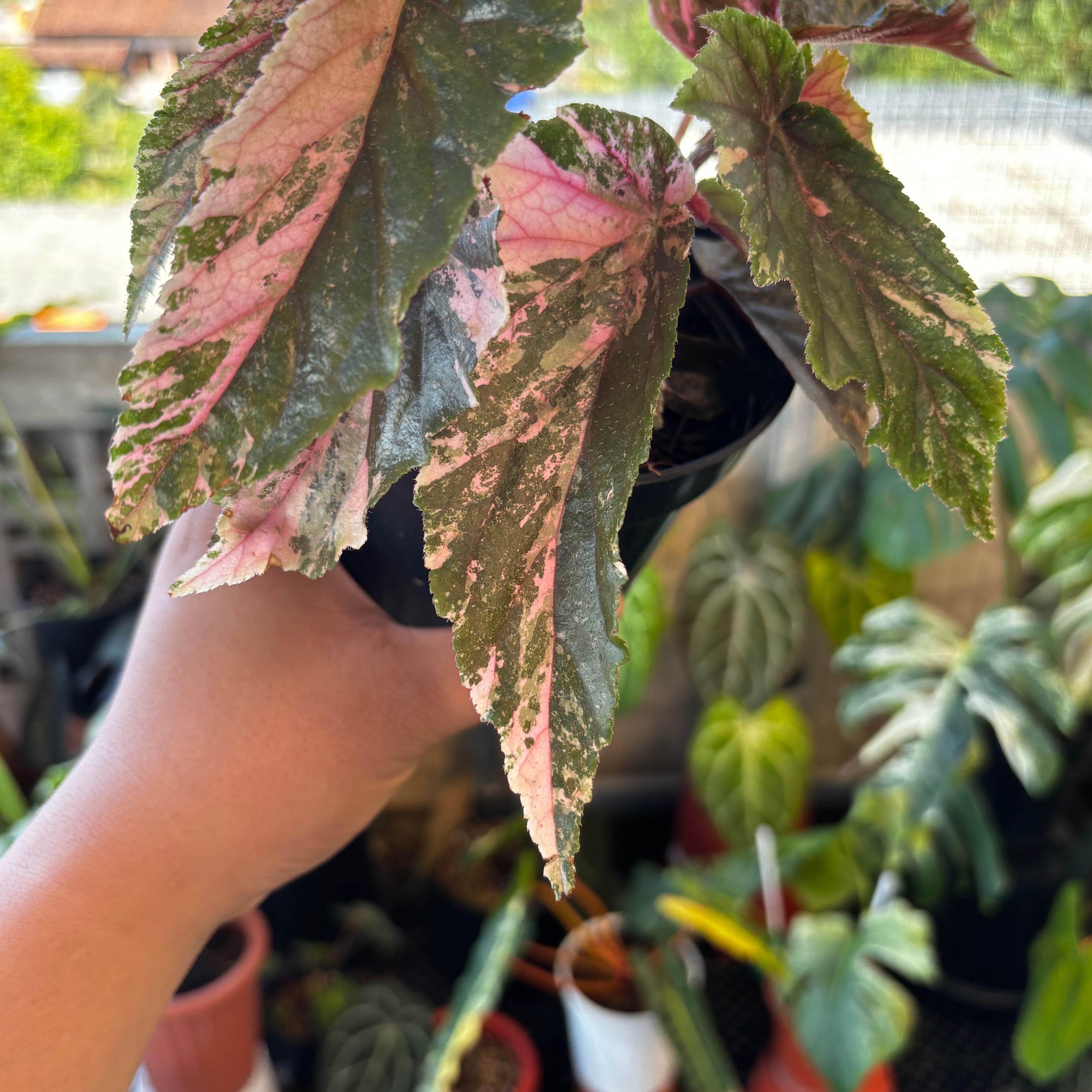 RP042-7 Begonia Snow Capped Variegated
