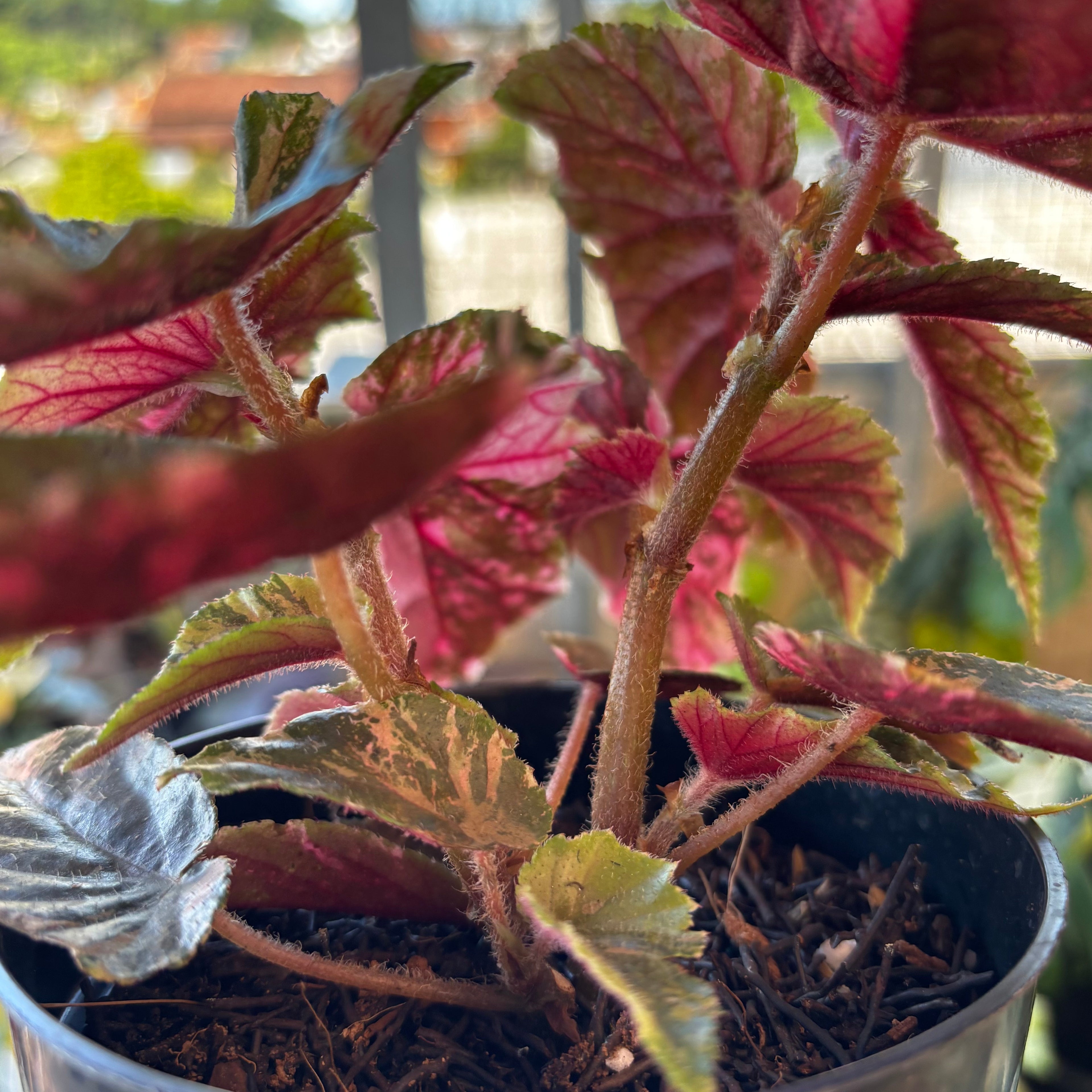 RP042-7 Begonia Snow Capped Variegated